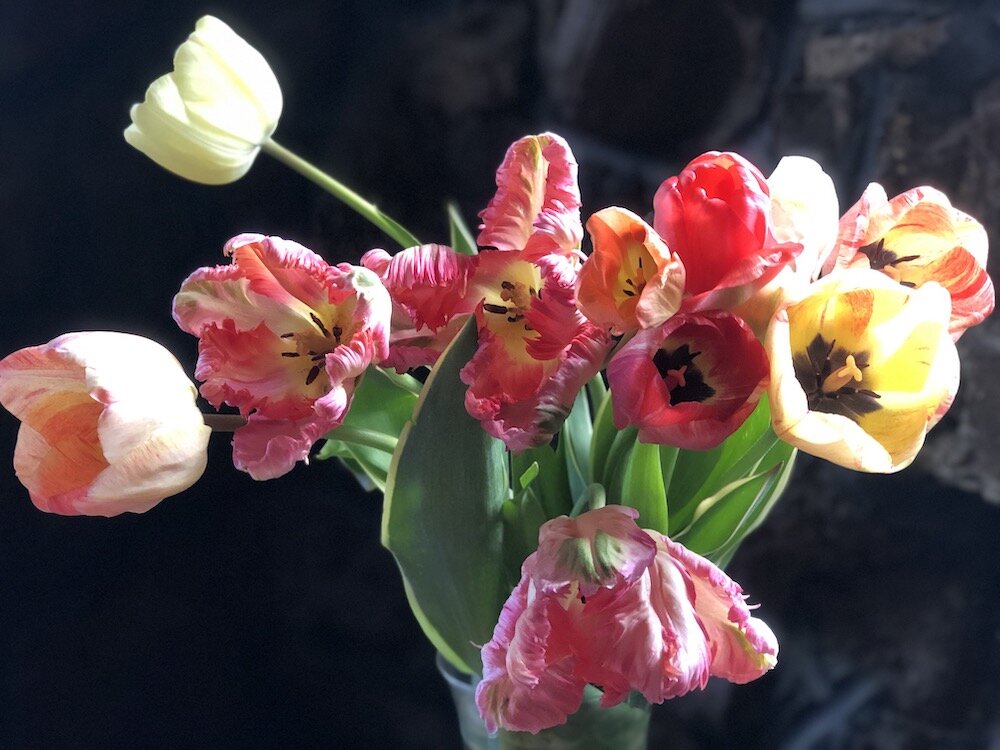 Tulip portrait.jpeg
