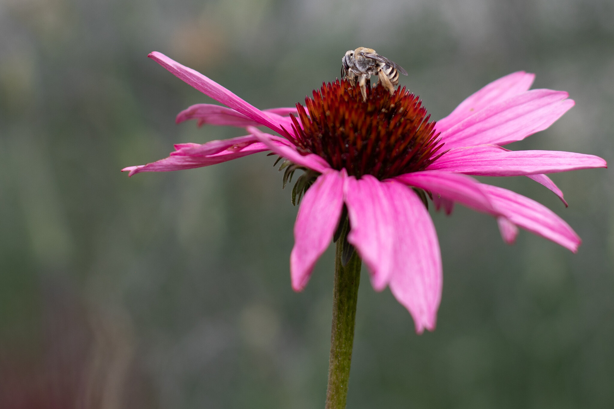 Echinacea bee.jpg