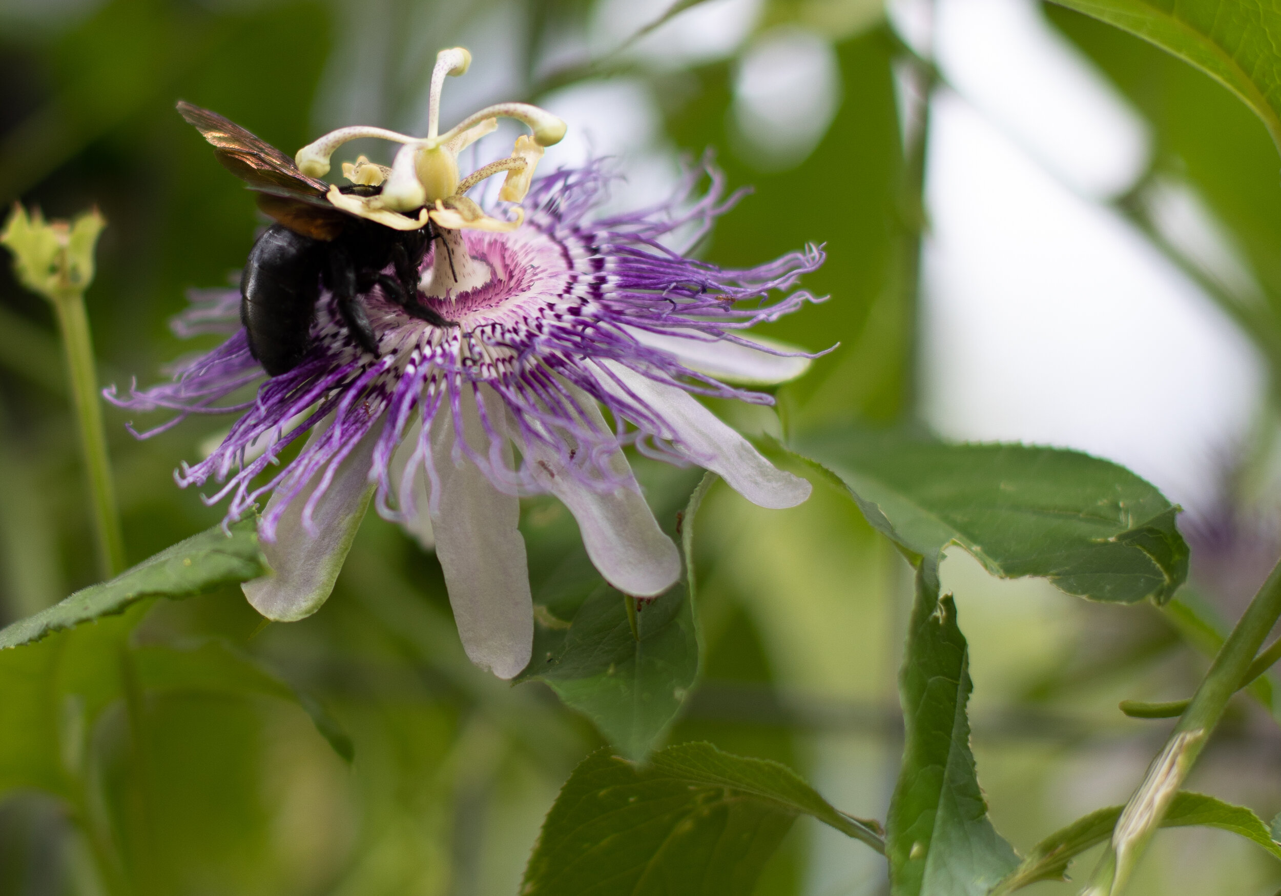 Native bee on passionflower medicinal Amy S Martin.jpg