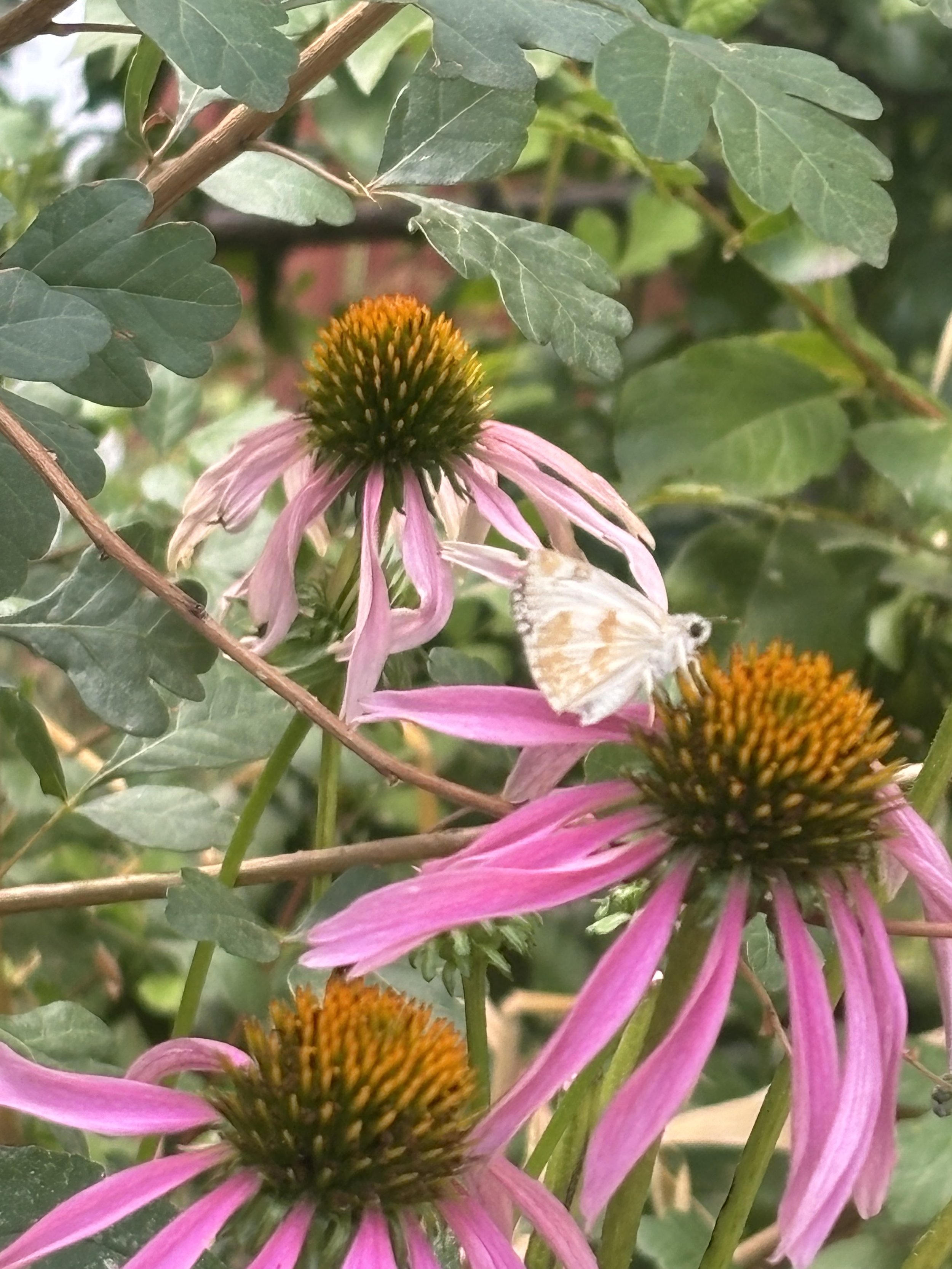 Echinacea.jpeg
