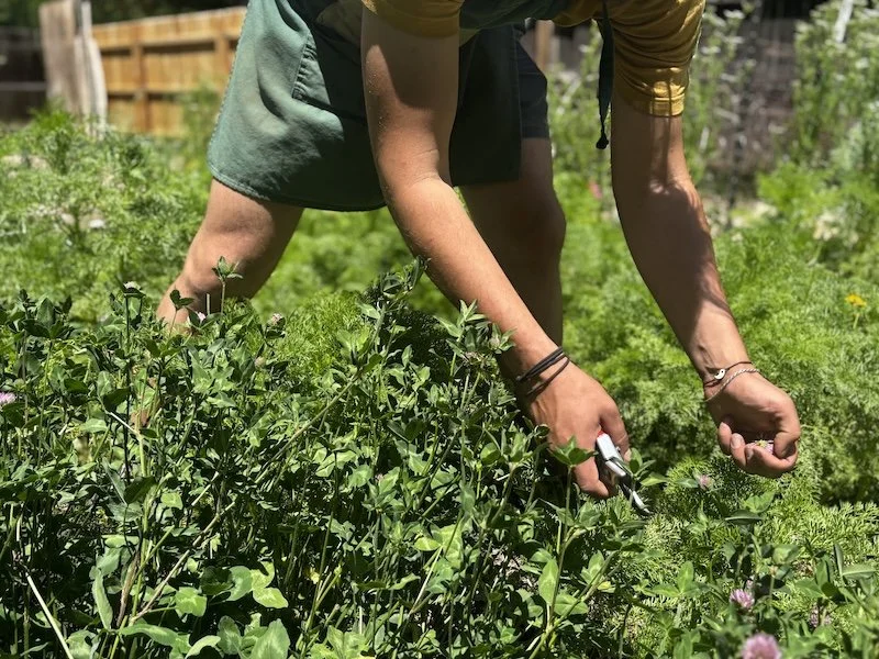 gathering red clover.jpg