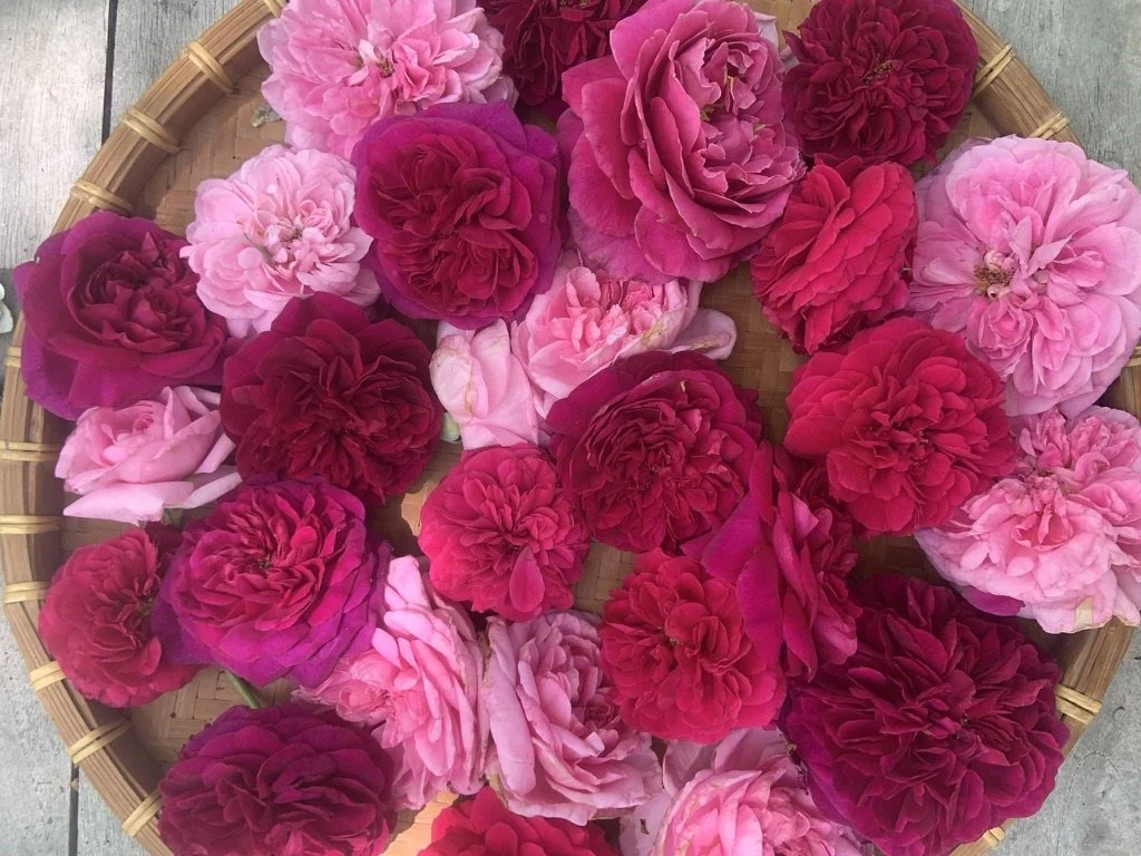 Roses fresh harvested.jpeg