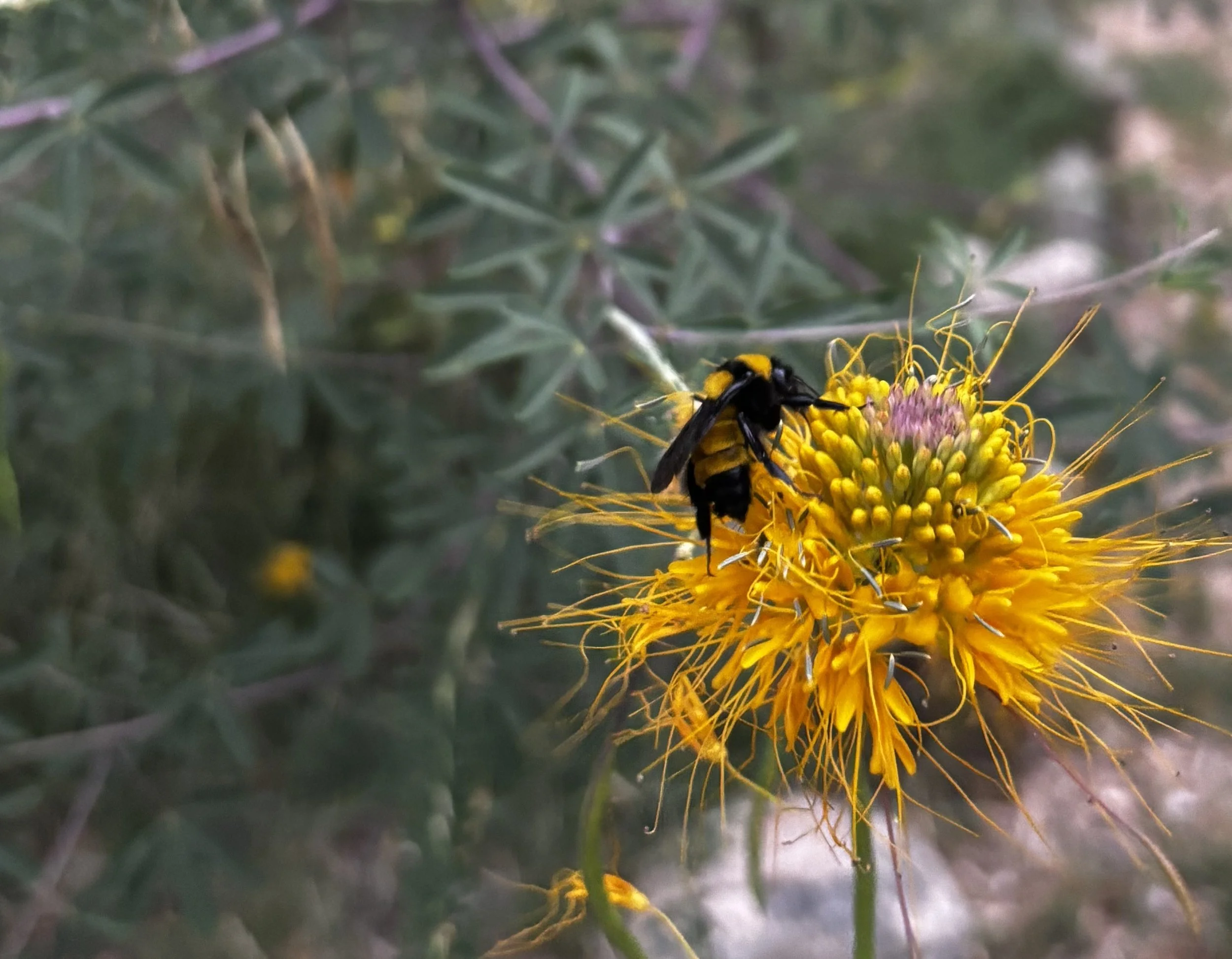 The Southwestern Pollinator Garden Guide: A Resource for Growing Native Habitat in Your Backyard