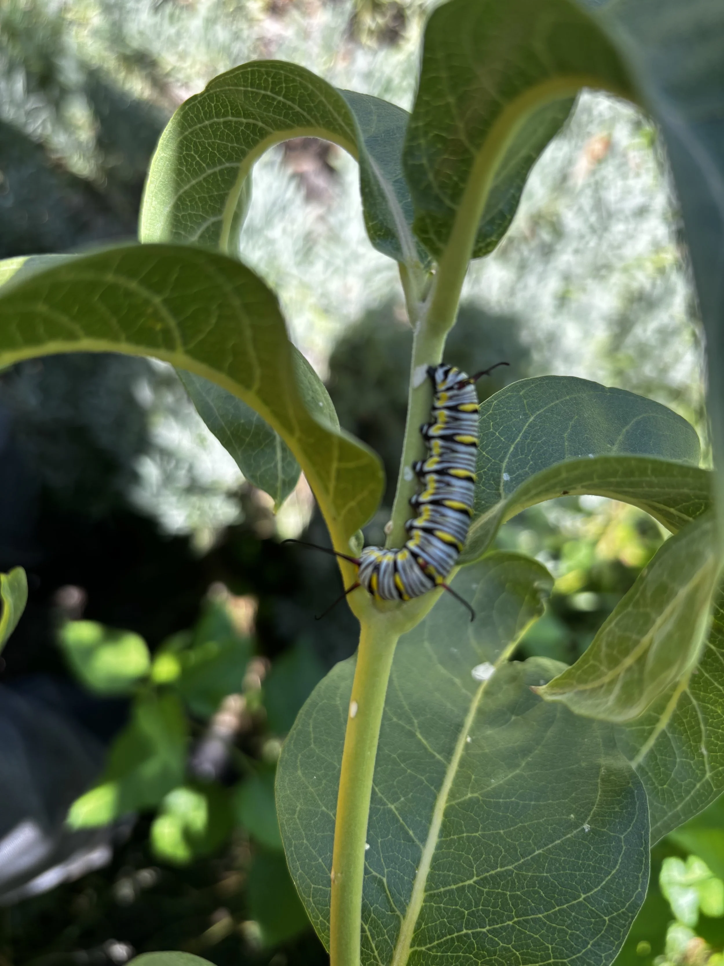 Butterfly Enthusiasts Plant Sale