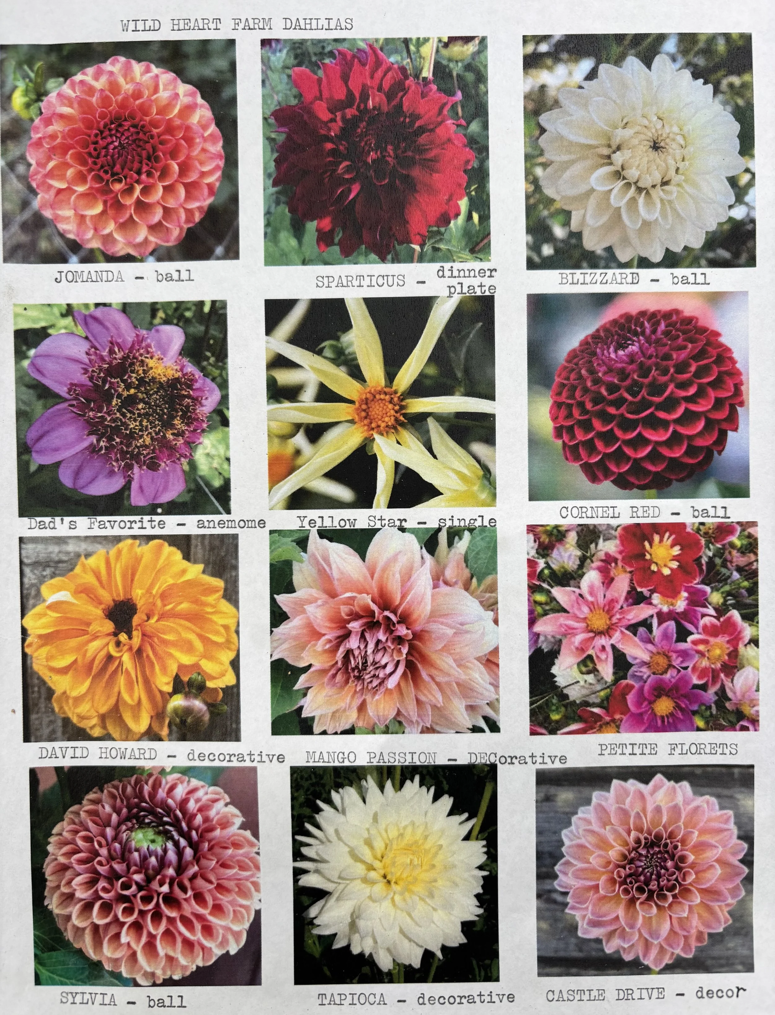 Wild Heart Dahlias.jpg
