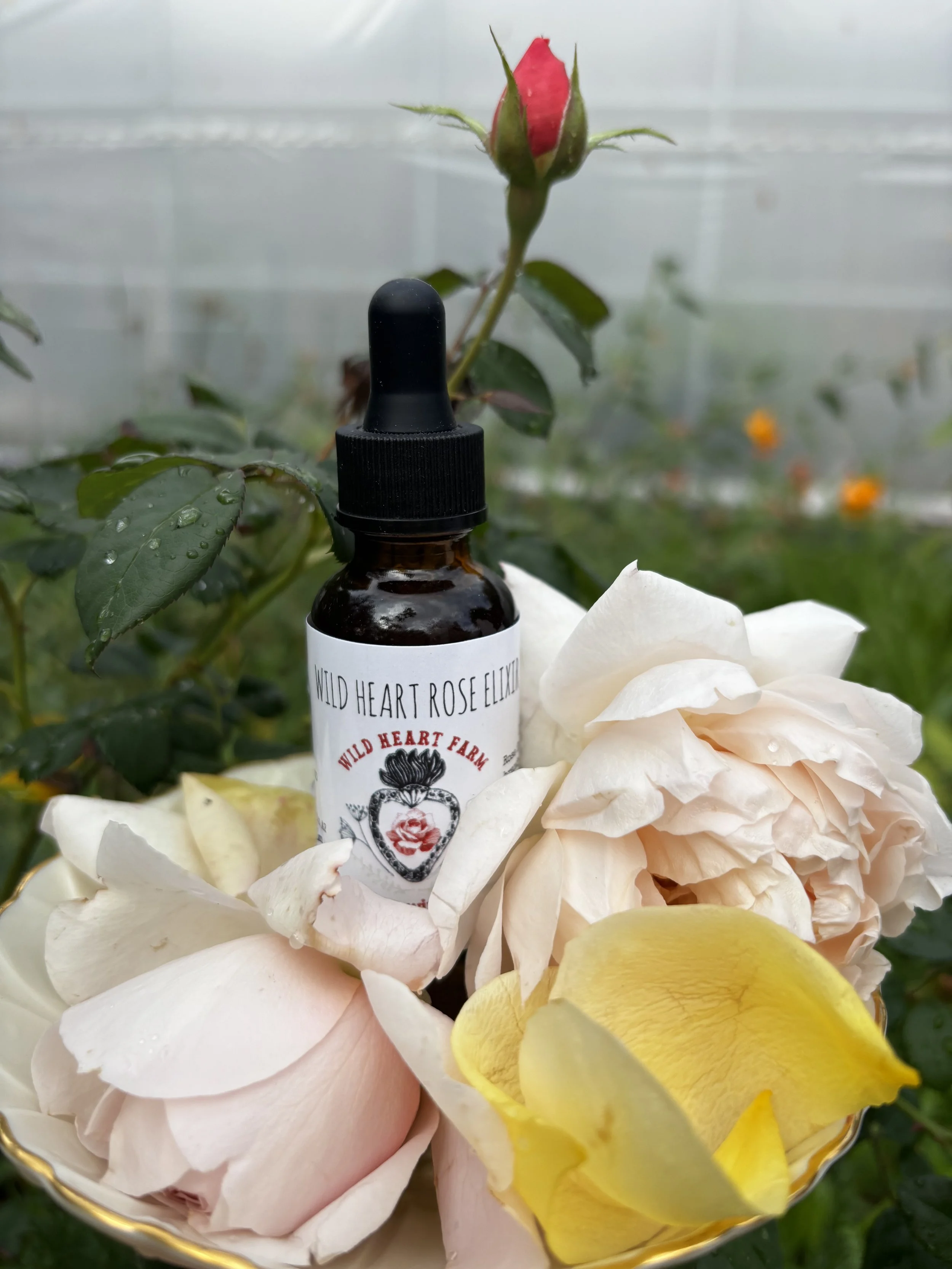 Rose elixir.jpg