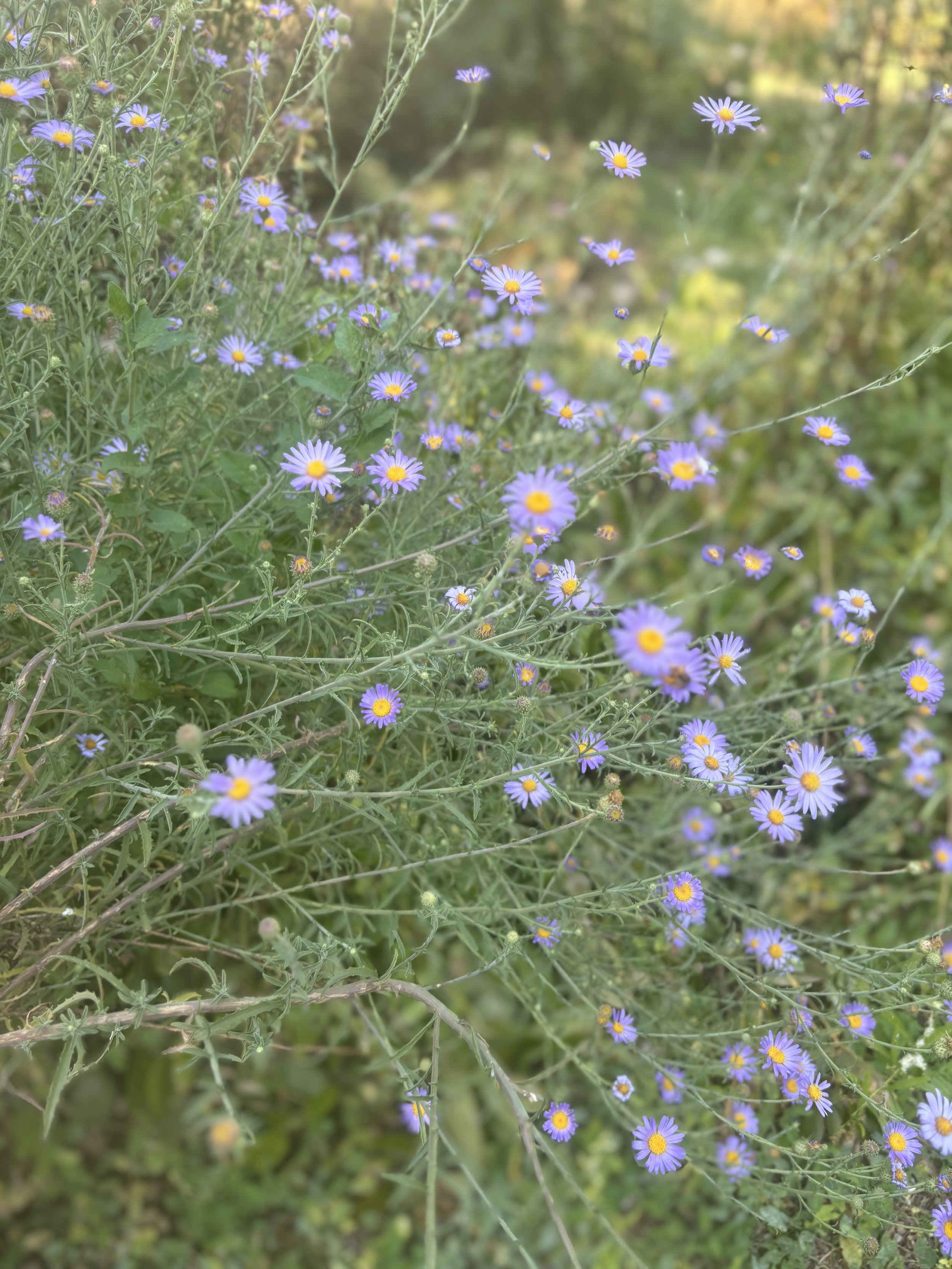 IMG_5463.jpeg