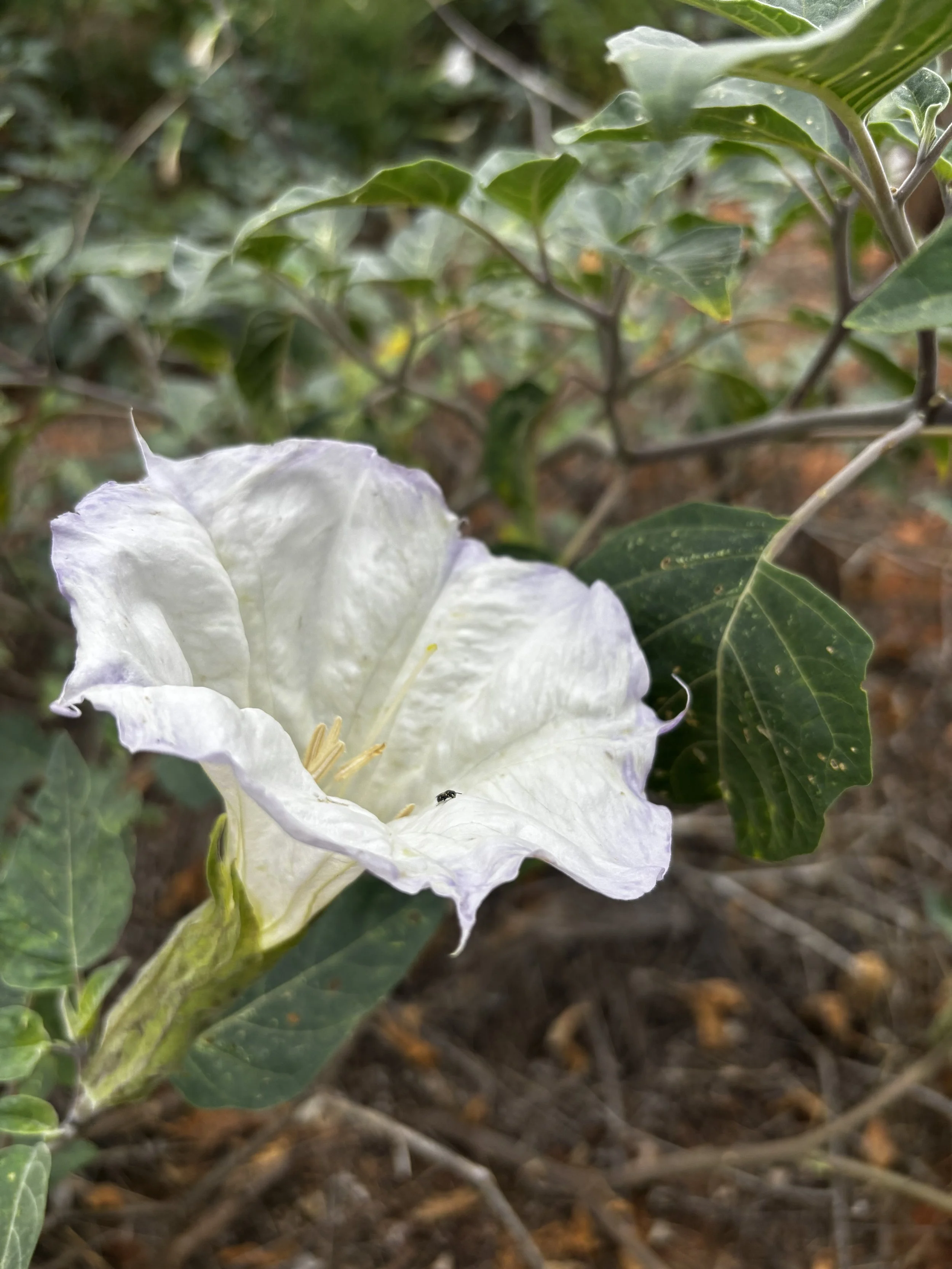 datura photo.jpg