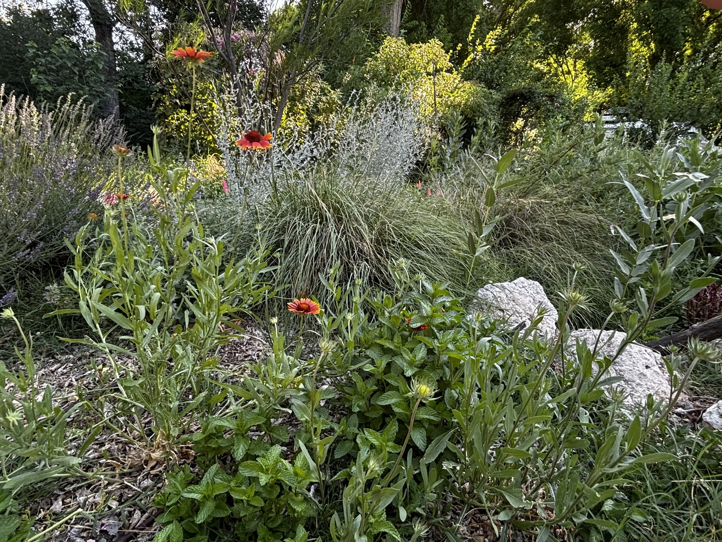 Wild Heart Pollinator garden 3.jpg