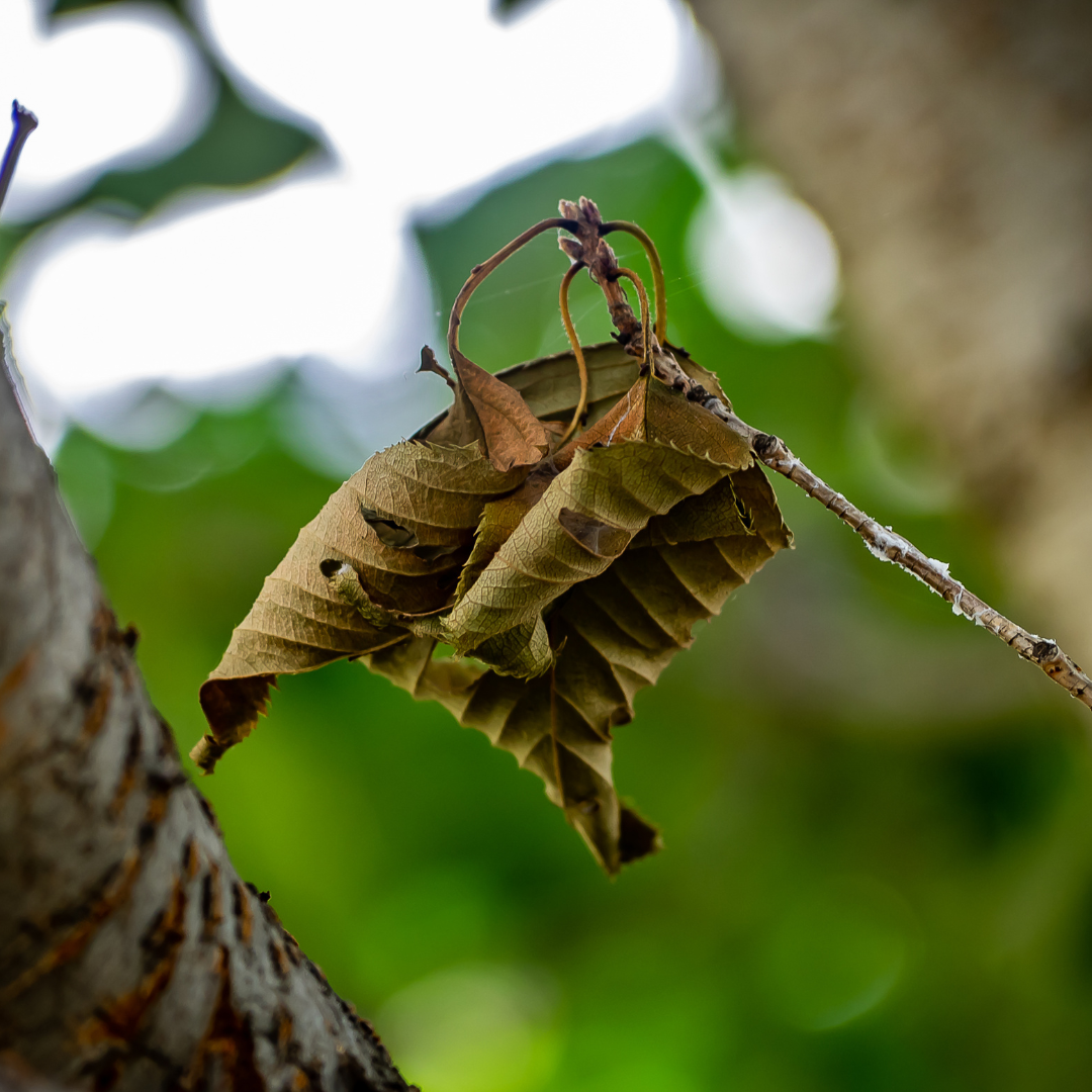 POEM | A Dead Leaf's Iron Grasp