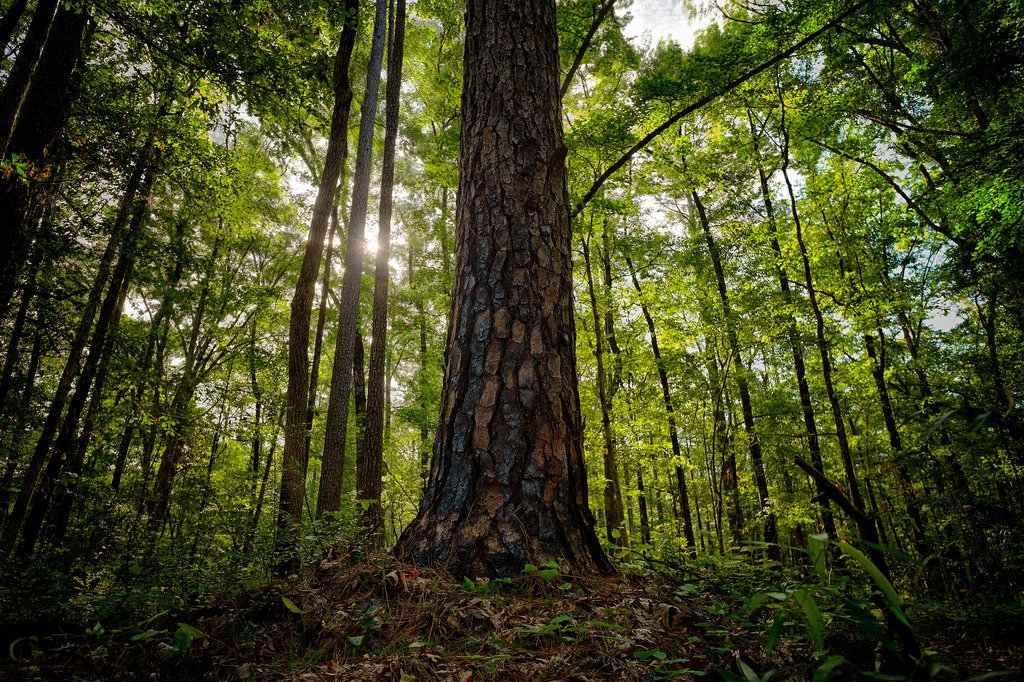 louisiana forest.jpg