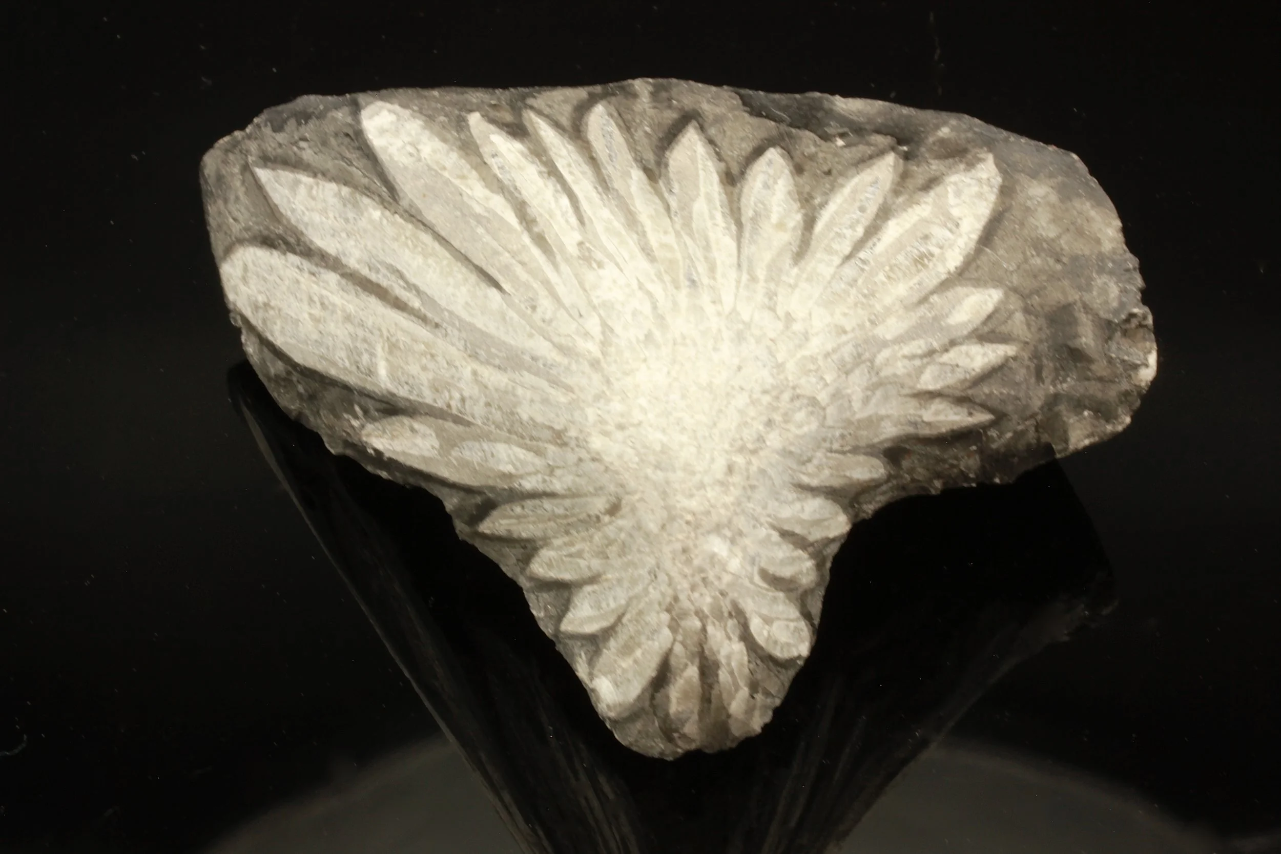Chrysanthemum Stone (Sold)
