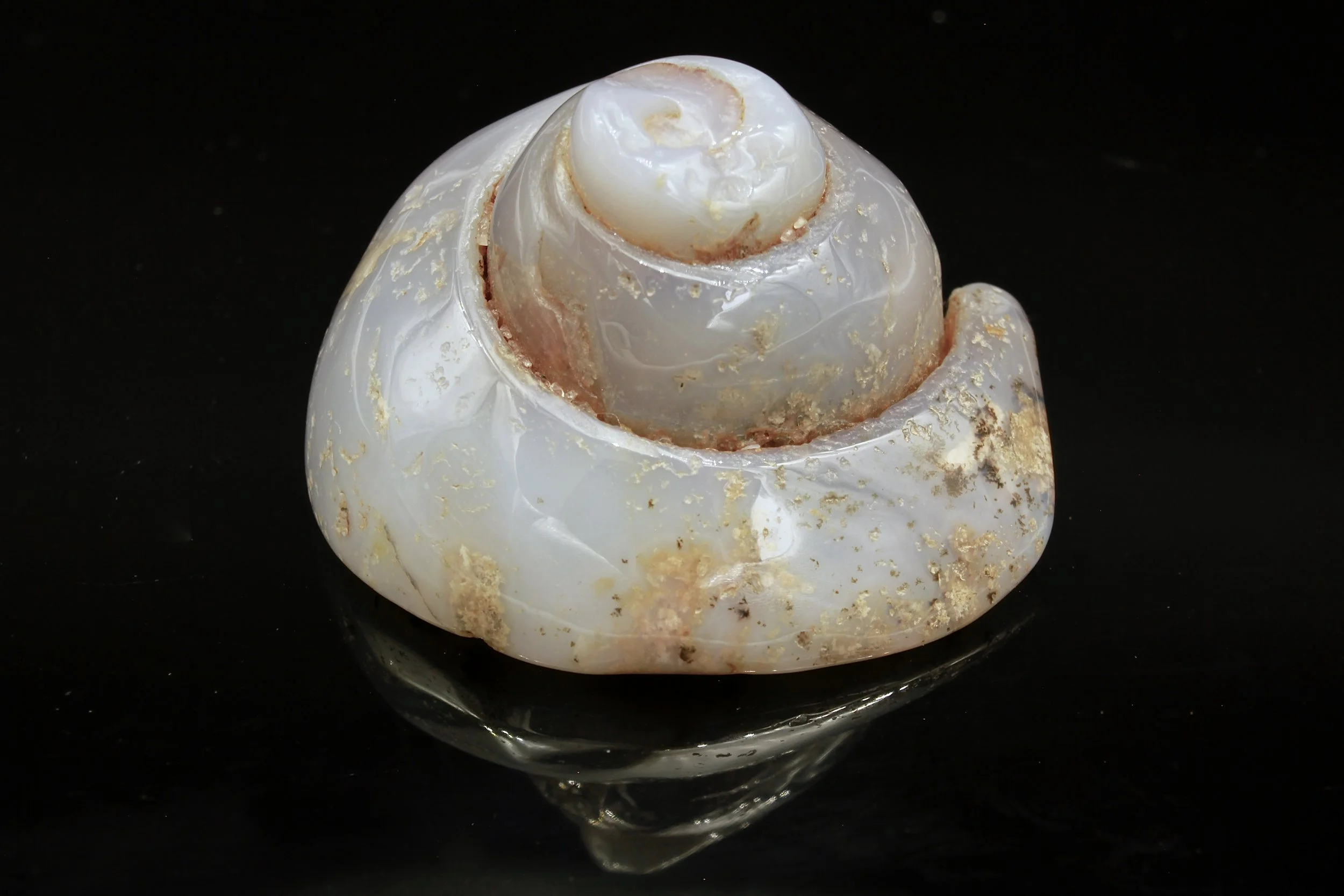 A Large Agatised shell