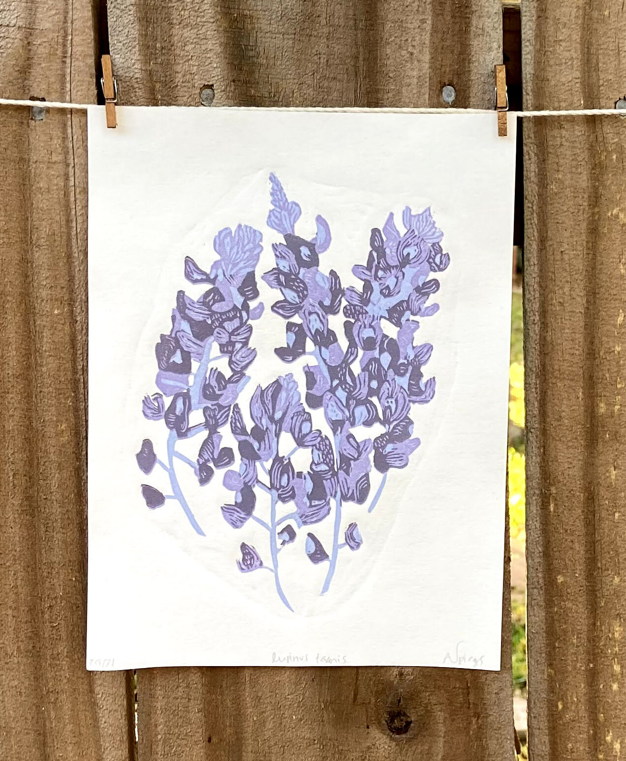 Texas Bluebonnet Print