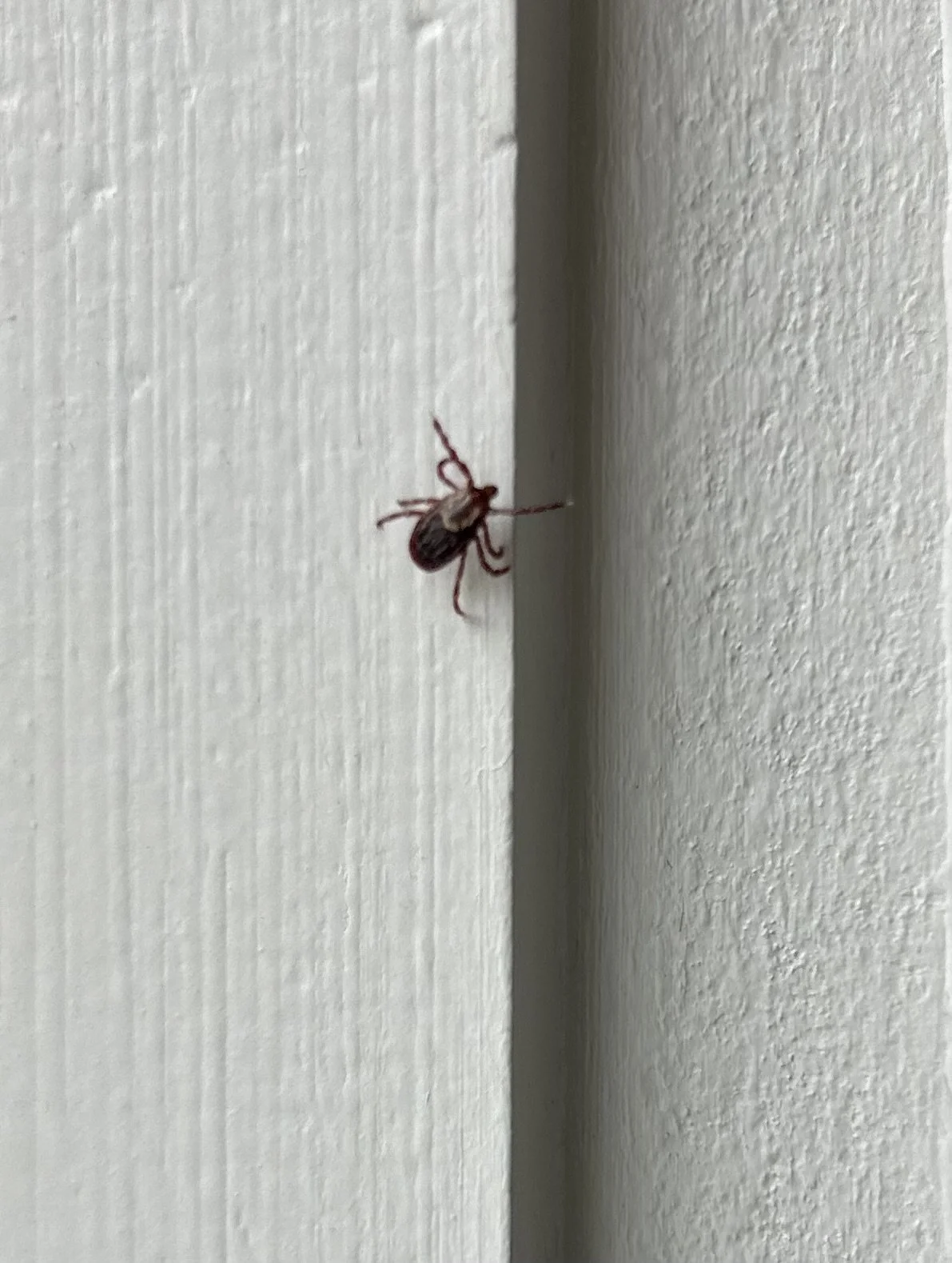 How to Handle the "Uptick" in the Tick Situation- Advice from an Expert