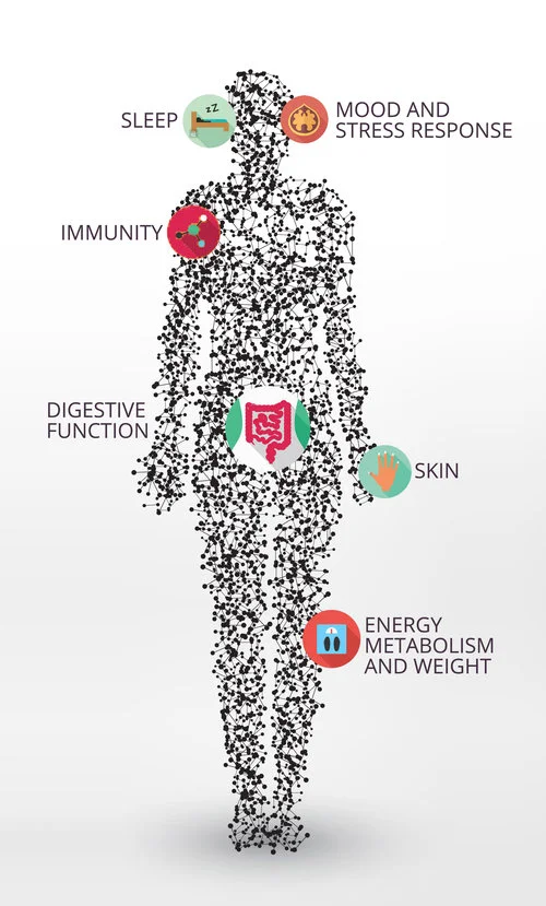 avatar-gut health- how fit is yours.jpg