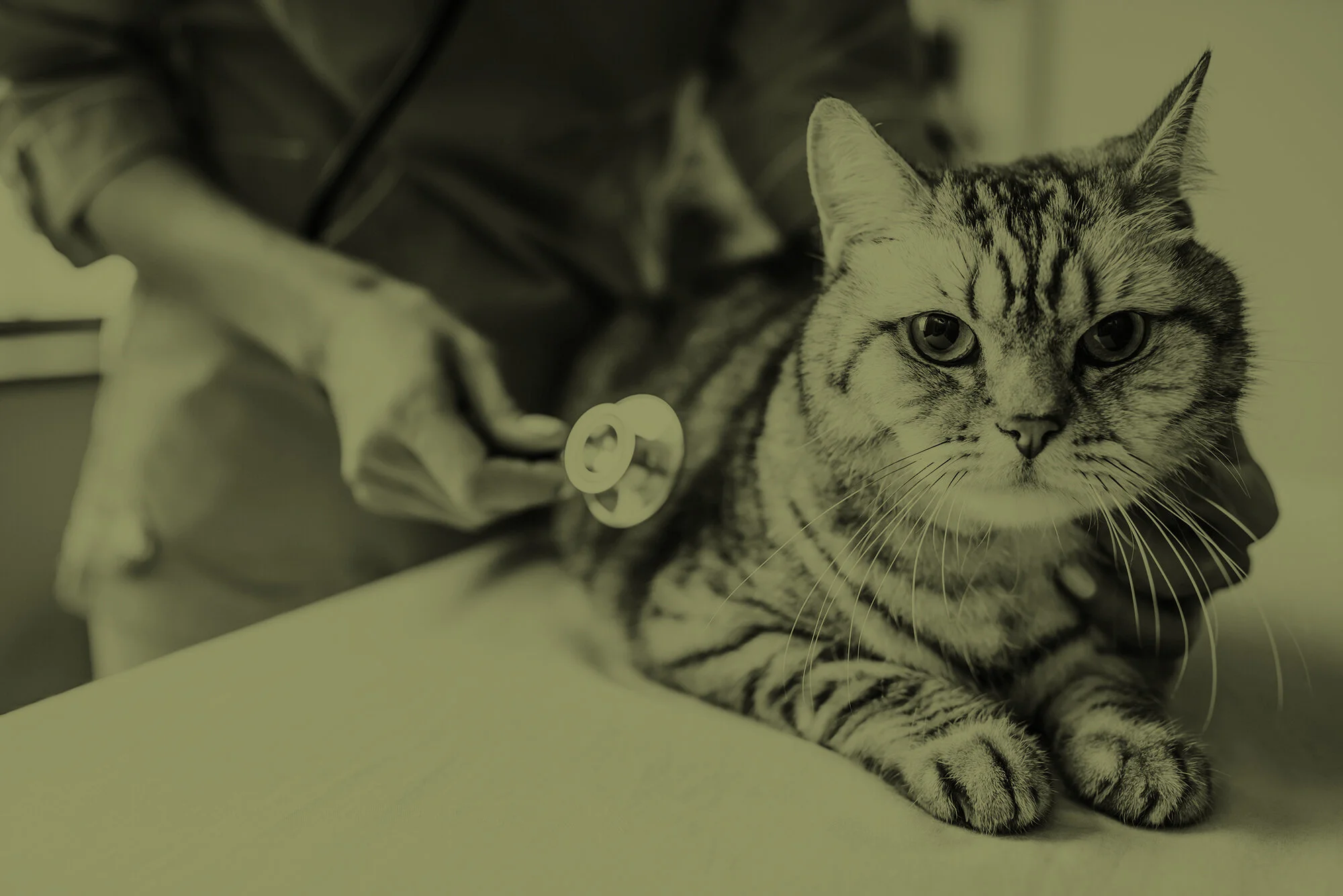 Animal Medical Center