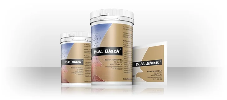 Belgica De Weerd W.N. Black (Various Sizes)