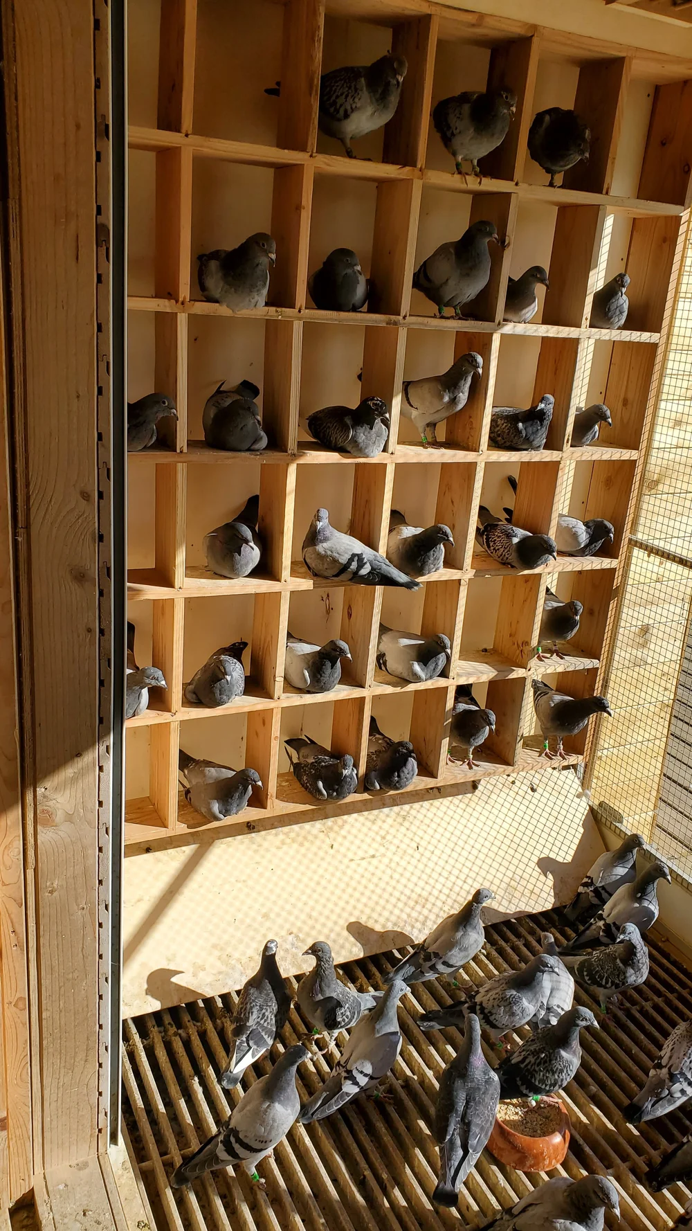 tobacco stalks for pigeons ACE PIGEONS Bird Supply Store l Winning Pigeons Prefer ACE l Lowest Price  in the USA