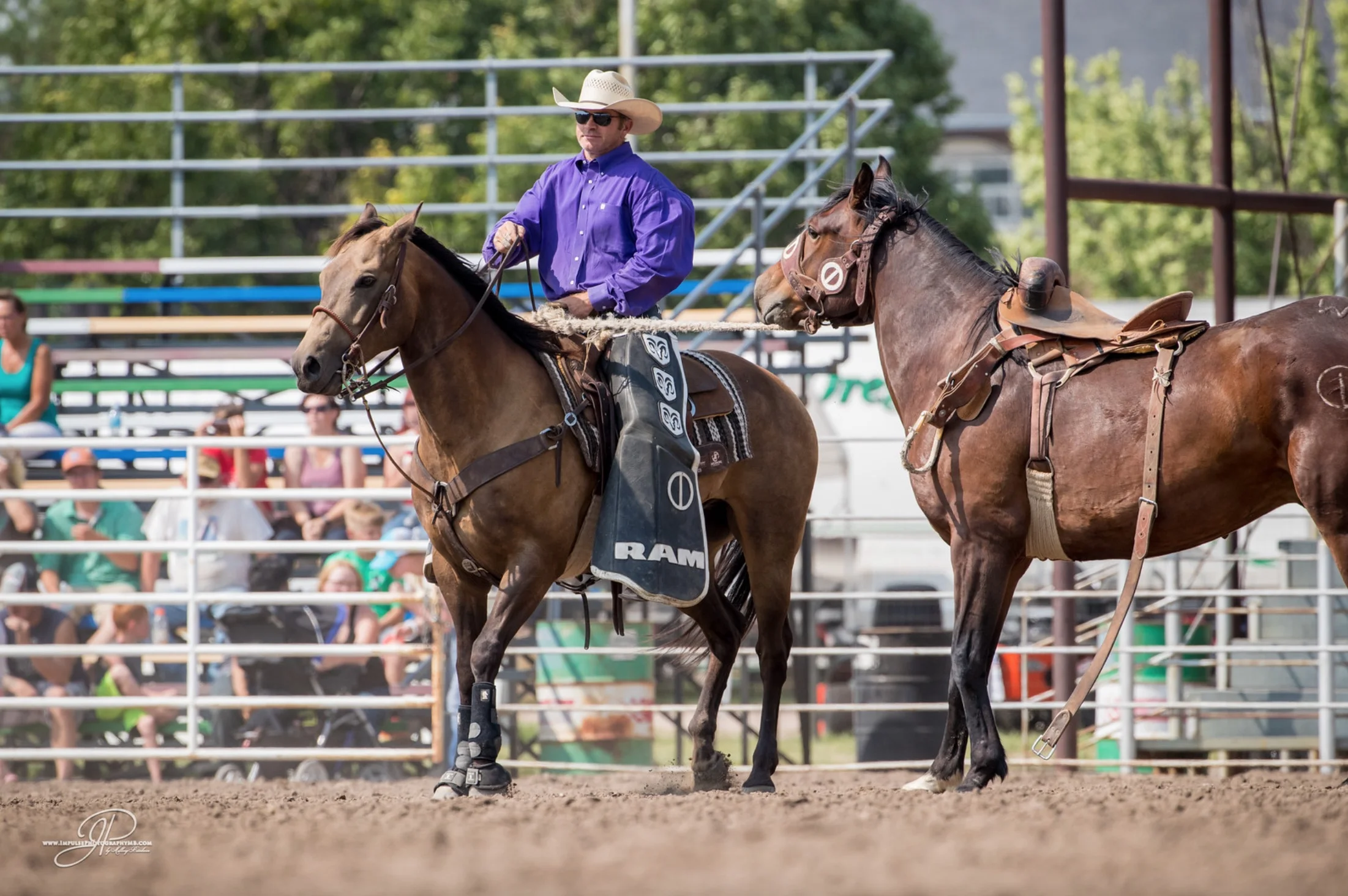 2010 buckskin gelding AQHA 15 hands 1100 lbs