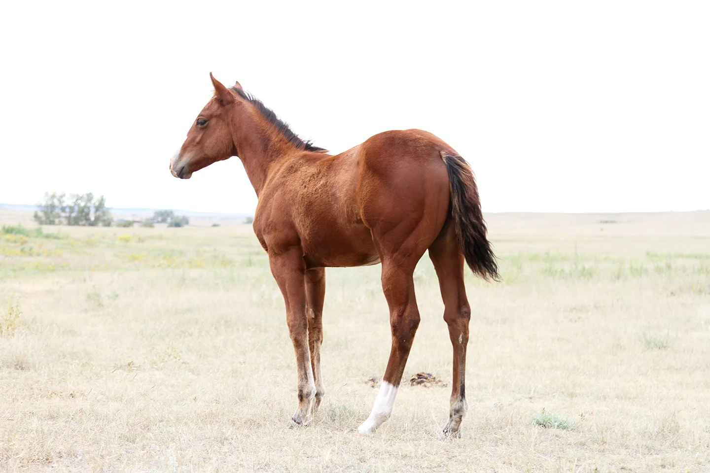 Saucy as a weanling