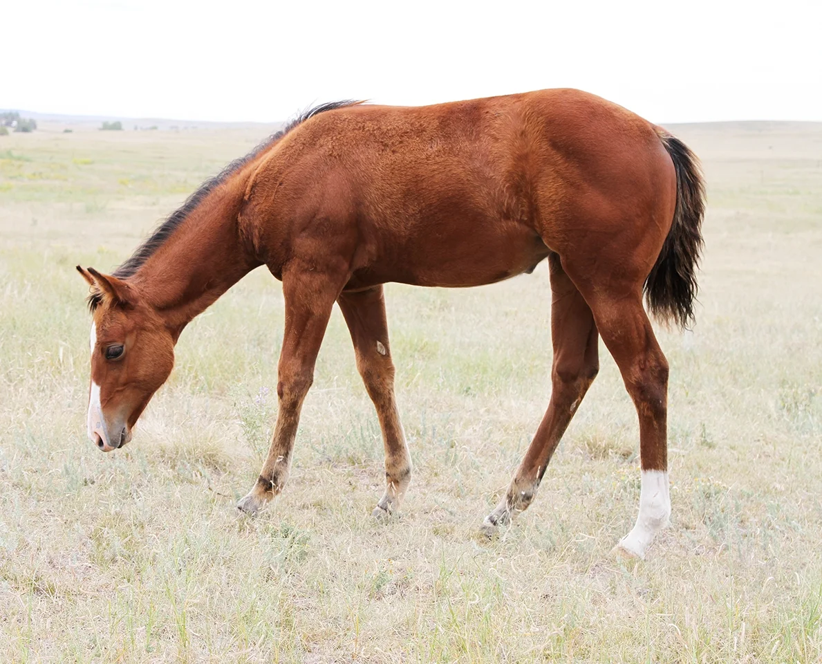 Saucy as a weanling