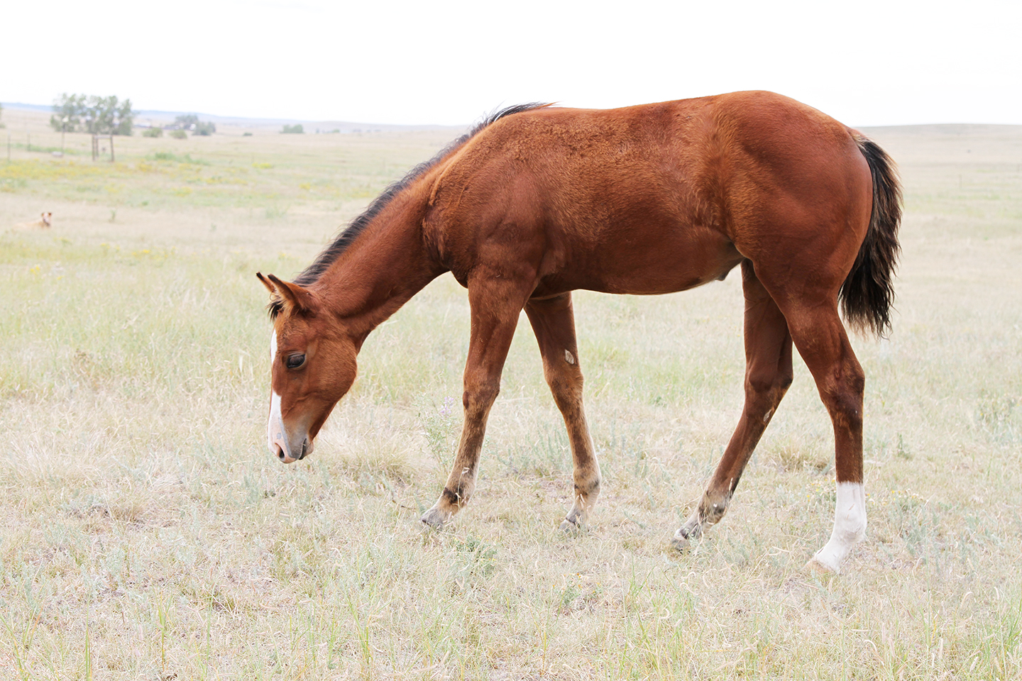  Clara’s 2018 Filly by Guys Easy Jet 