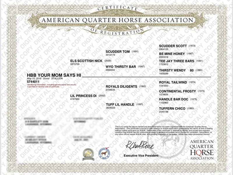 Sire_Certificate_HBB_YOUR_MOM_SAYS_HI.jpeg