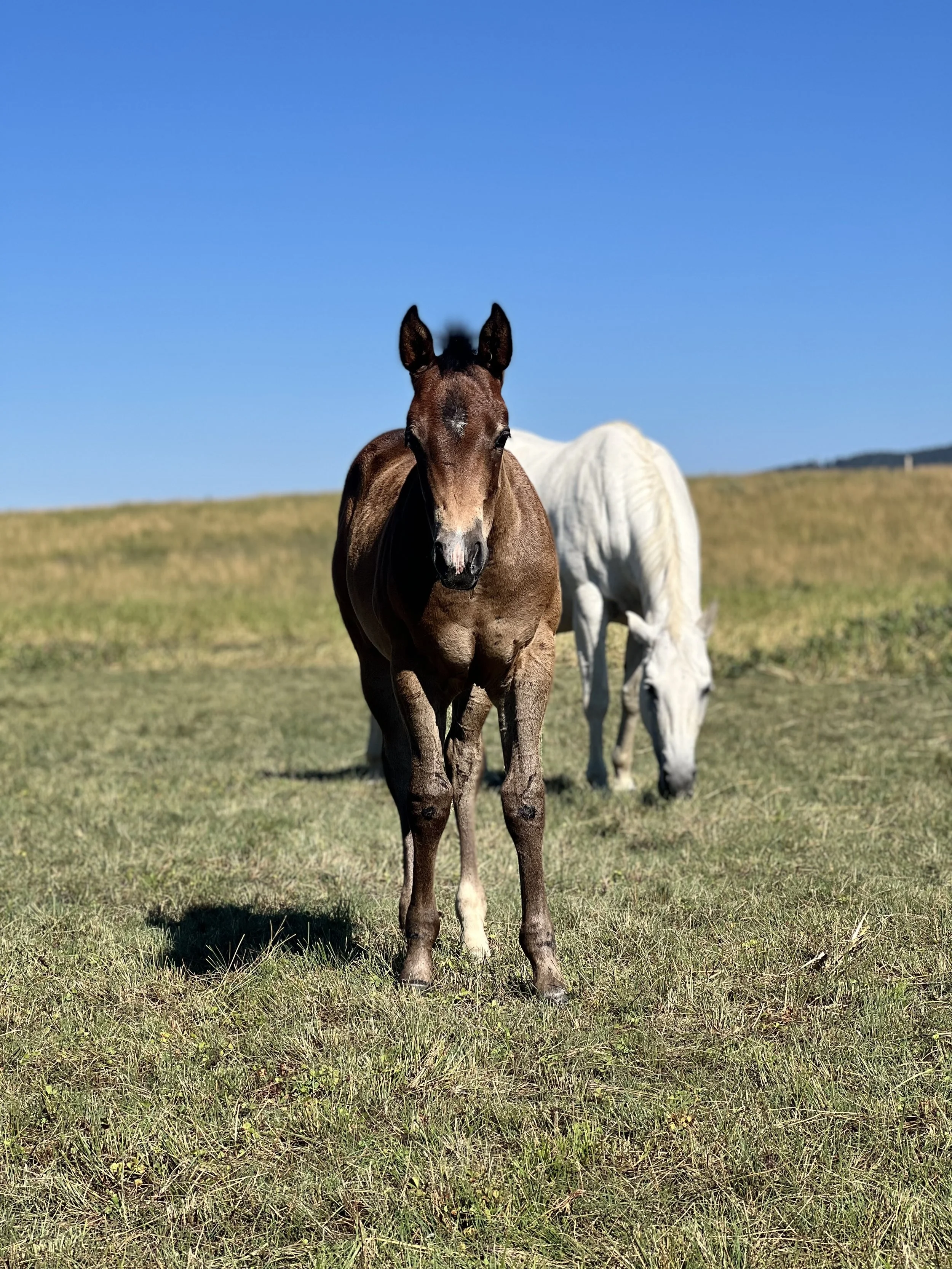 2022 Foal