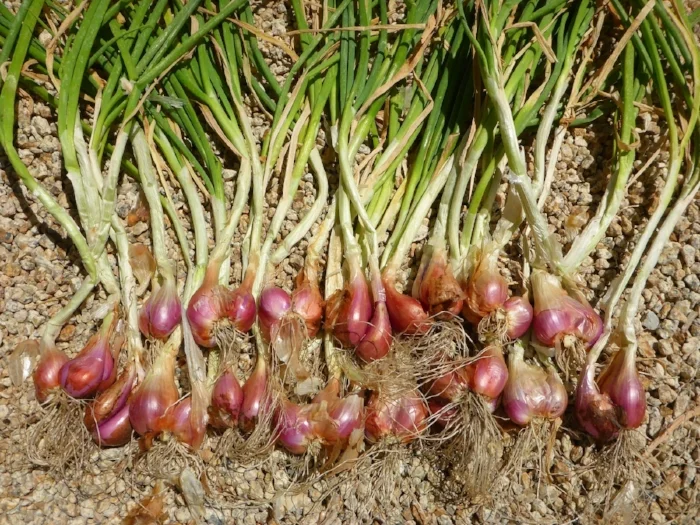 This bronze onion may remind you of a mix between a green onion and a shallot, and is an ideal crop to plant in the Arizona soil. Why? Not only is the onion delicious, which makes it an attractive crop for consumers, but Farmer Frank says the hardy onion seems "to require about a third less water than most, since they seldom get water more than twice a month here on the farm. Source: Photo Via Seed To Table .