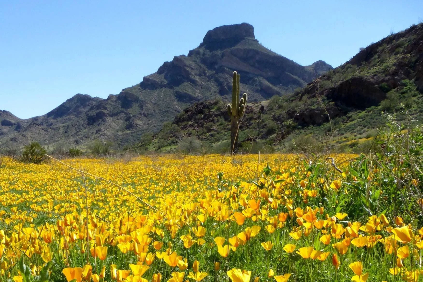 Organ Pipe National Monument