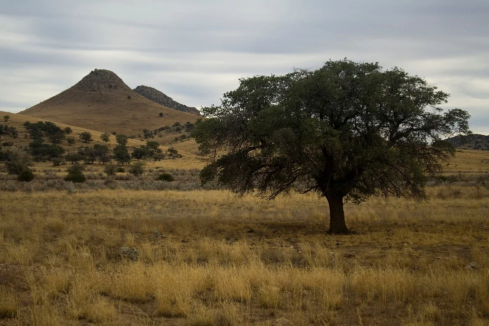 Photo courtesy of HikeArizona .