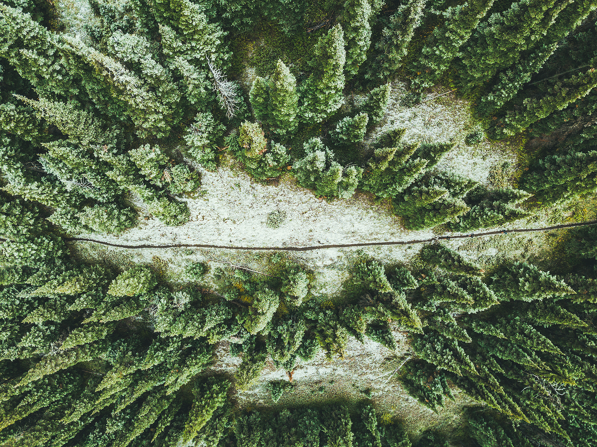 Fraser Valley Trail Race - DJI_0016 by Brice Ferre Studio - Vancouver Portrait Adventure and Athlete Photographer.jpg