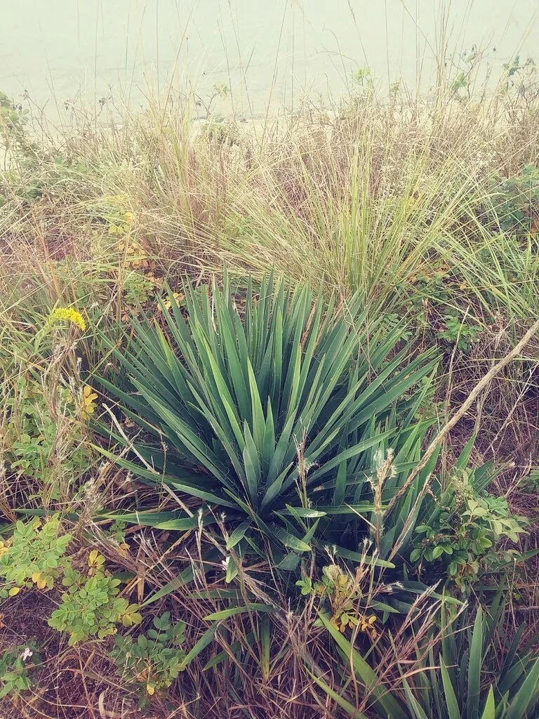 Yucca: Learning from Wetlands