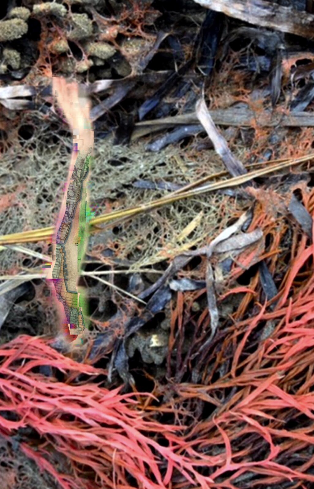 Tending Our Messy Edges: Crip’d Fleets Overflows + Disruptions 2