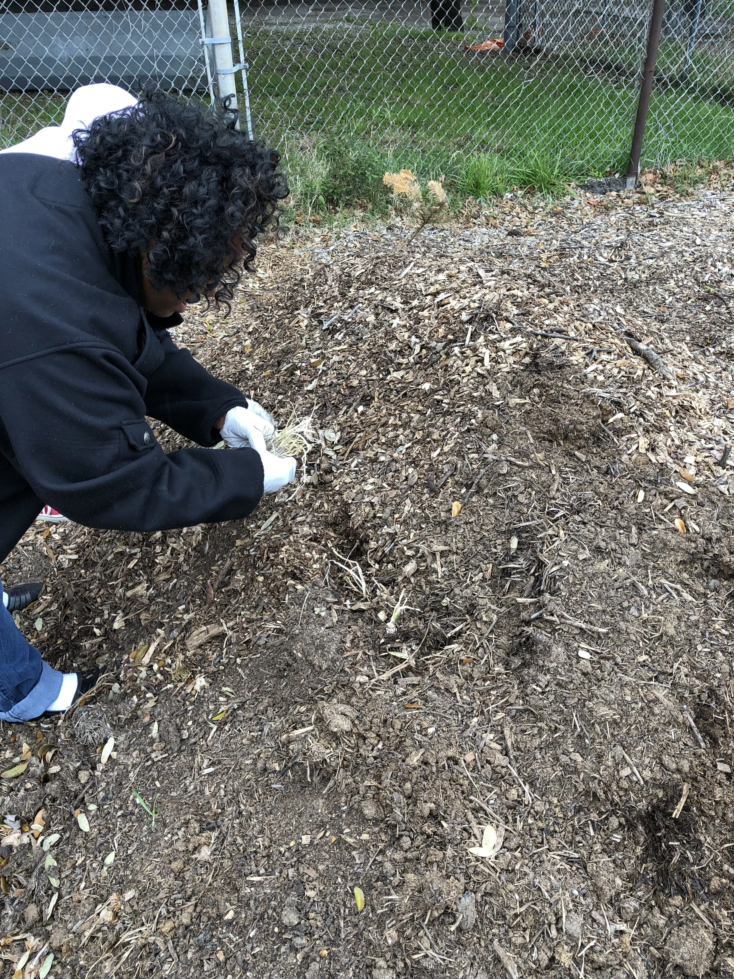 Planting onions and potatoes in a finished Hugel bed…