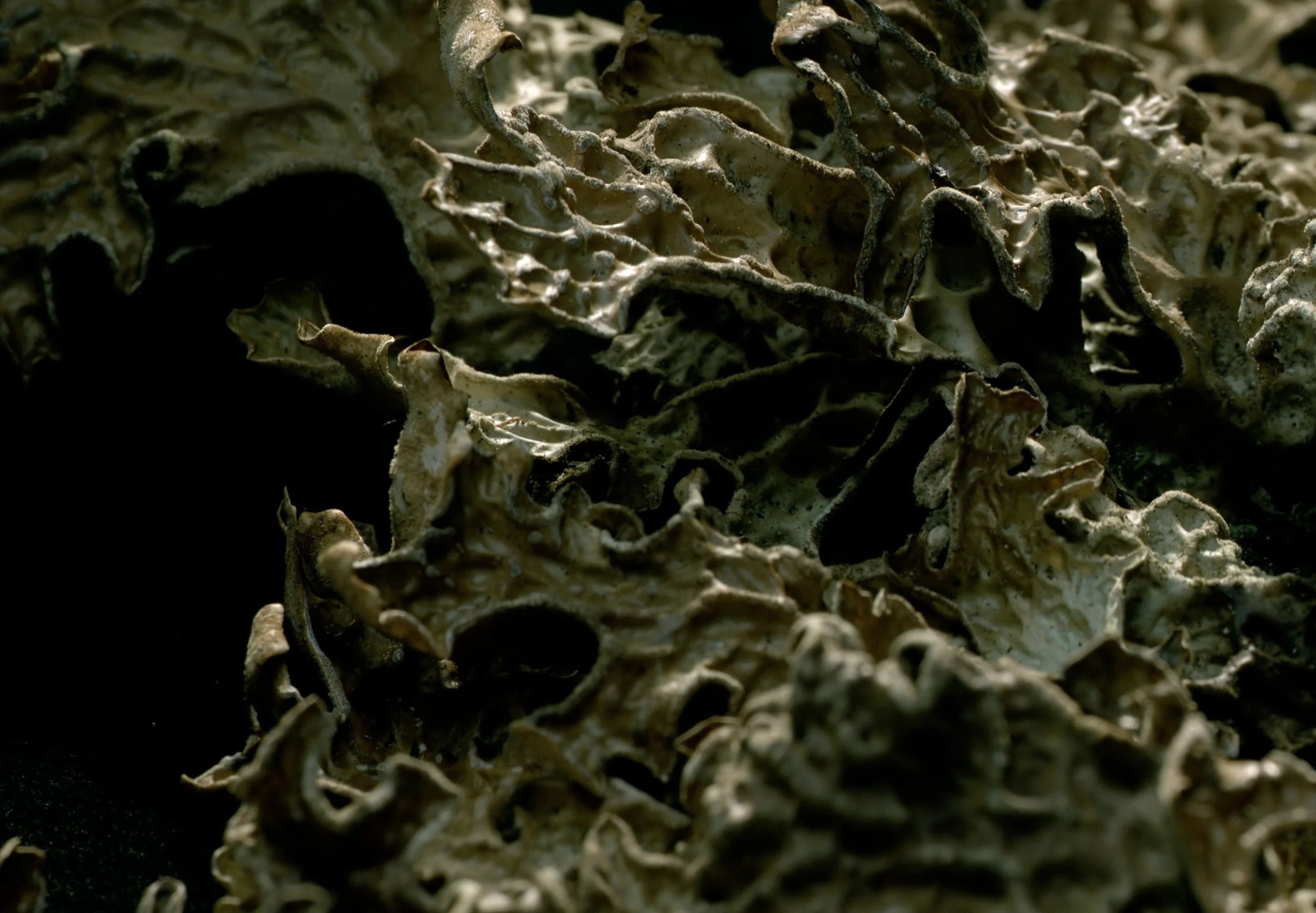  Still from  Lichen  