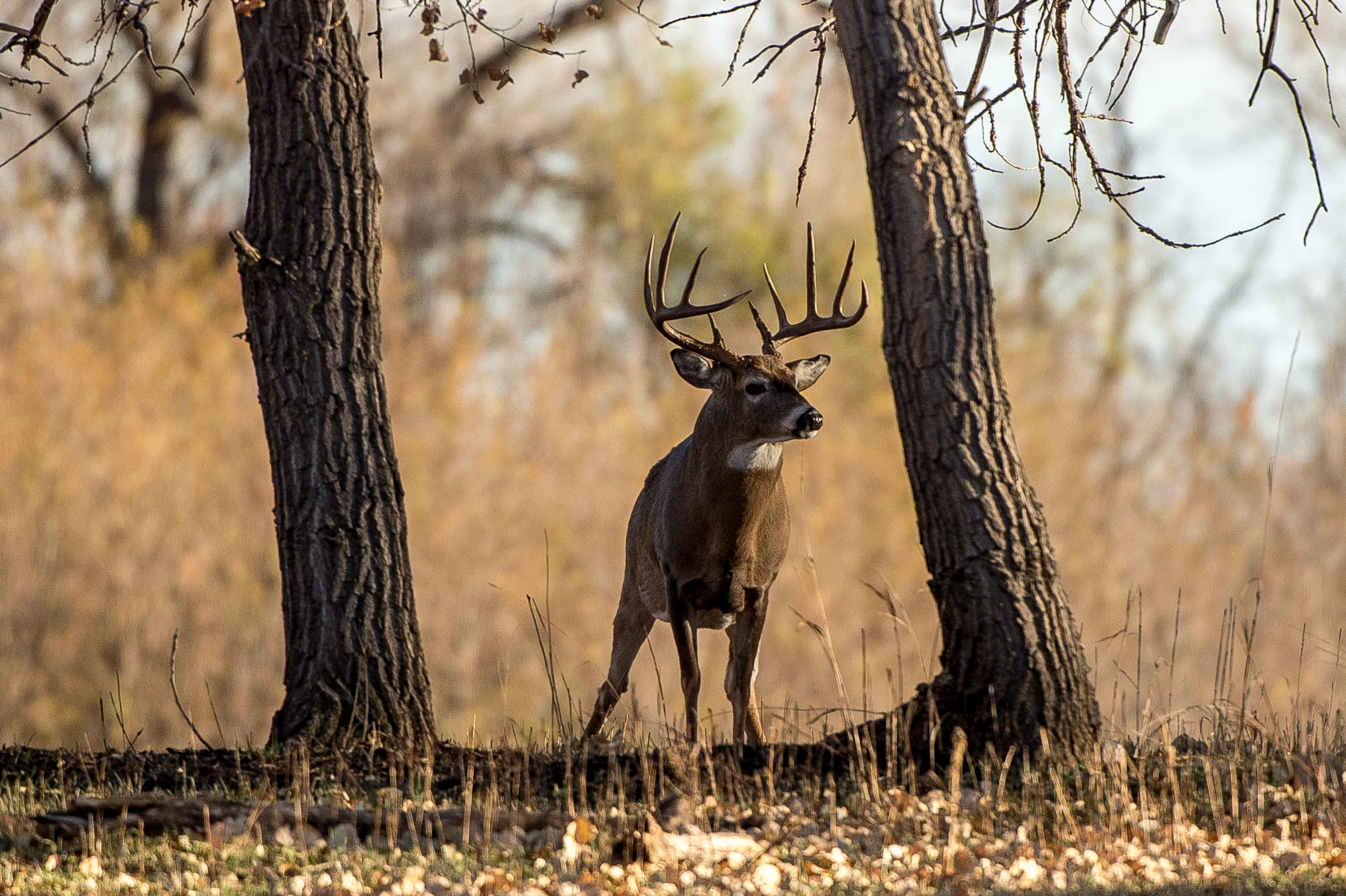 whitetaildeer-buck-rut-CO-MattDirksen.jpg