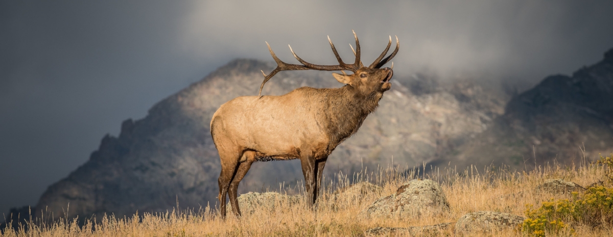 elk-bull-bugling-mountains-rockymountainnationalpark-MattDirksen.jpg