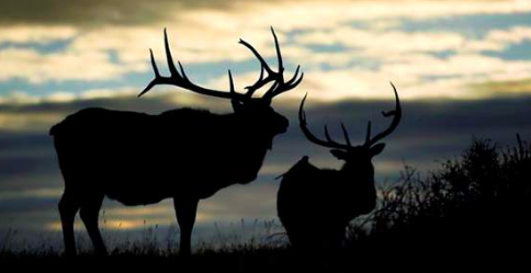 Is It Elk vs. Trails?