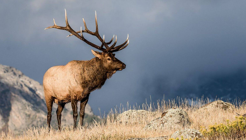 Governor Jared Polis signs executive order protecting big game migration corridors
