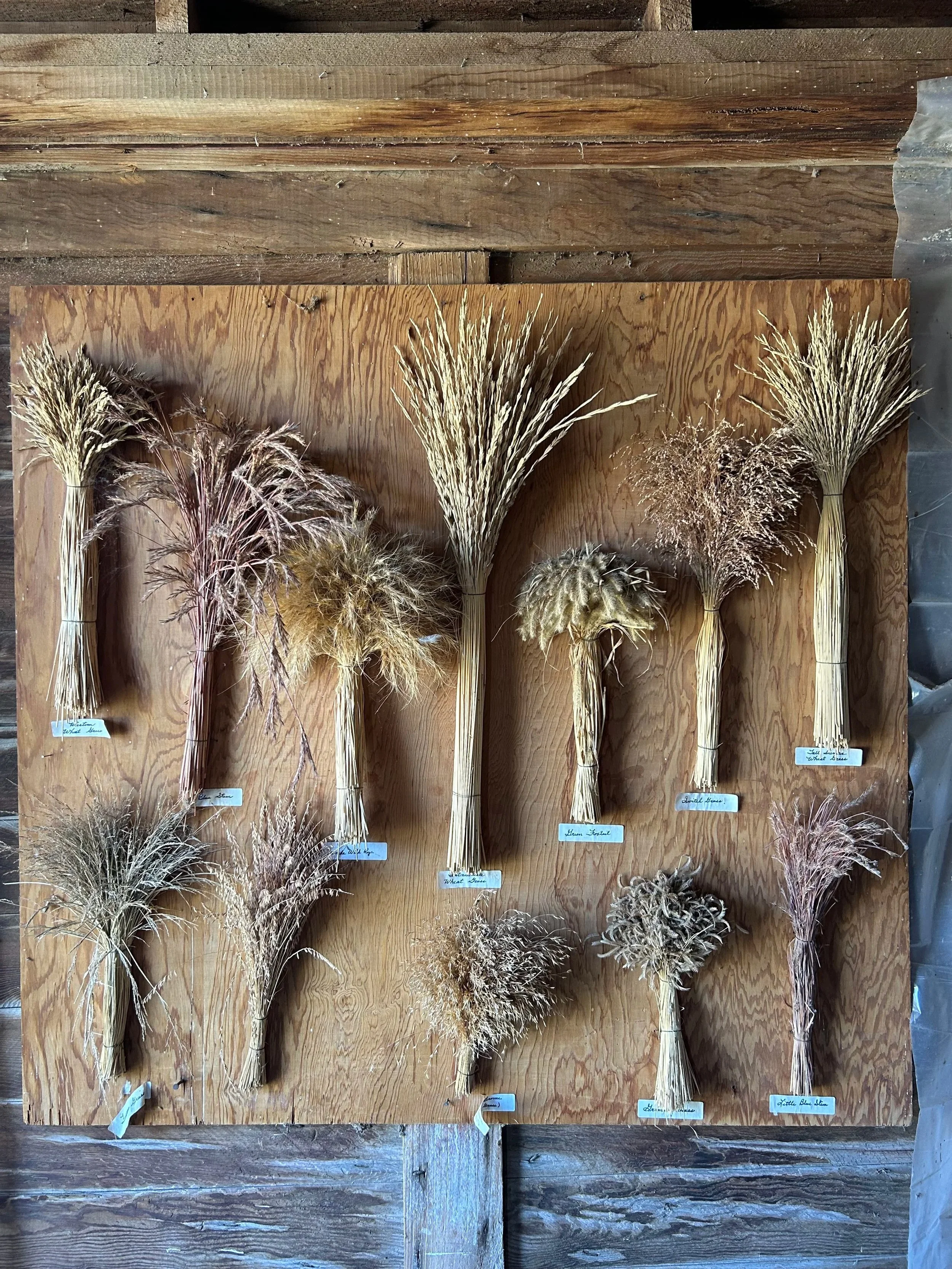 Native Grasses Display at Homestead Farms, Credit Jay Cooney