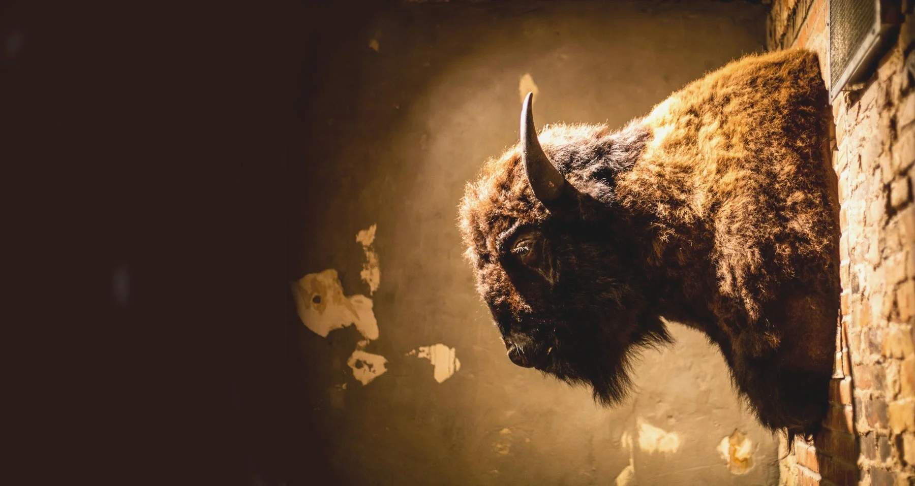 Buffalo-Background.jpg
