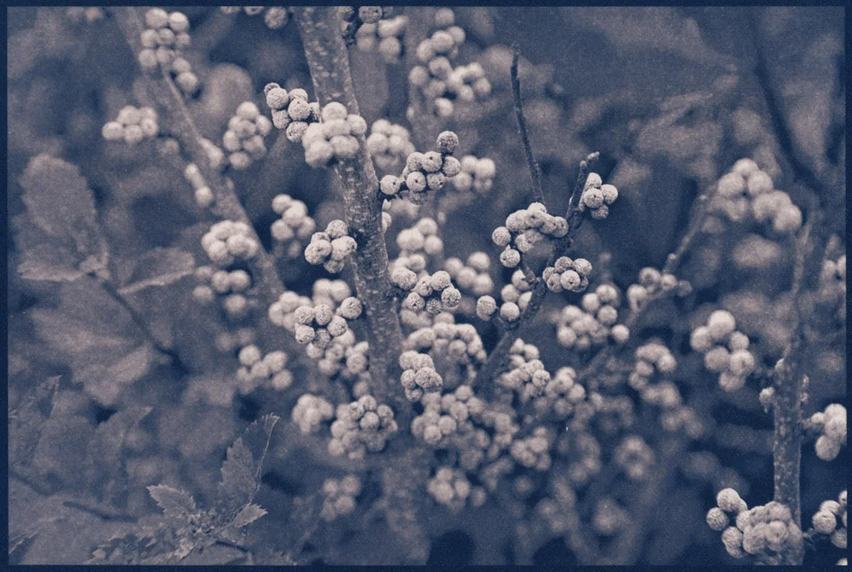 vinalhaven_berries_02_toned.jpg
