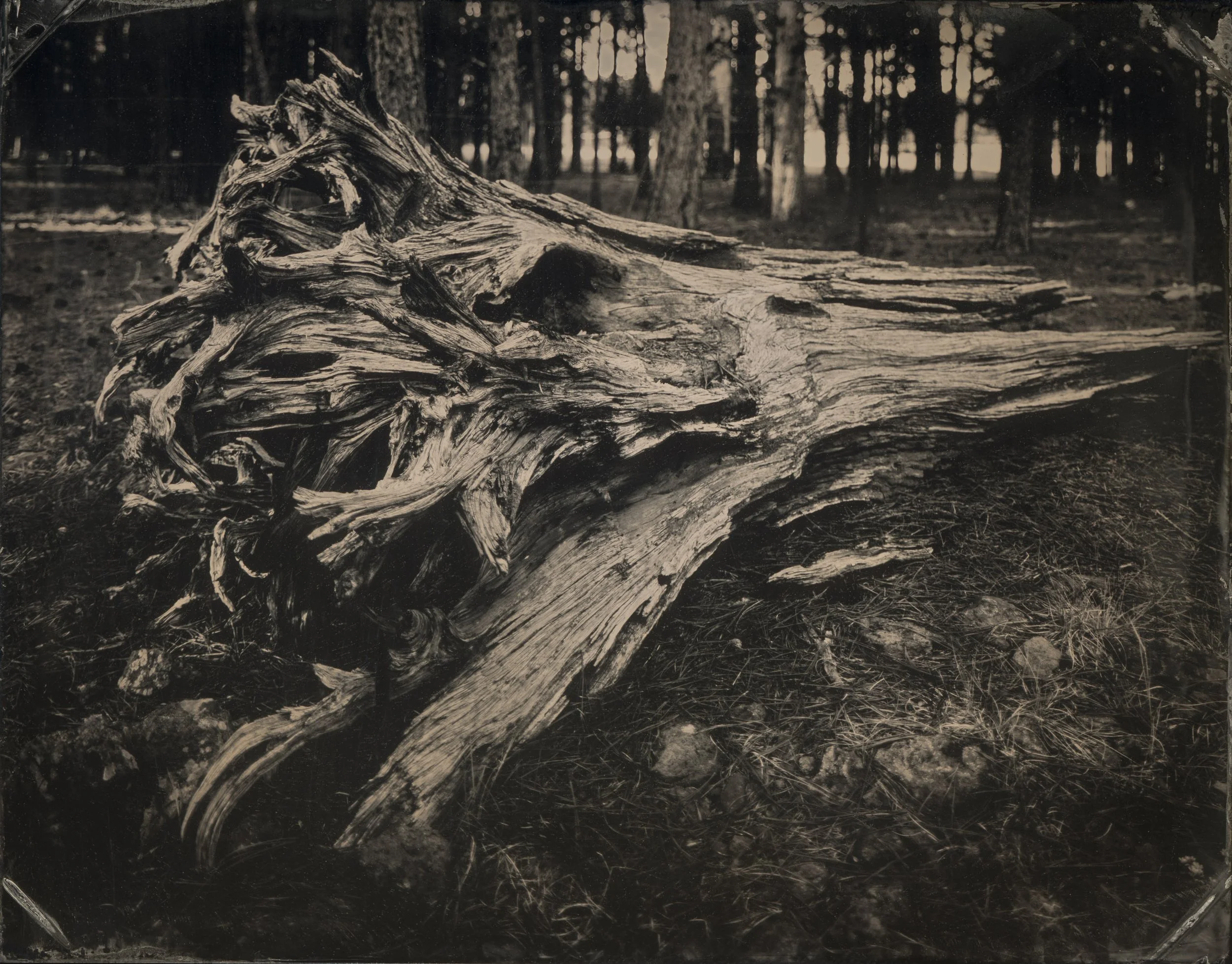 ranch_tree_0003_b.jpg