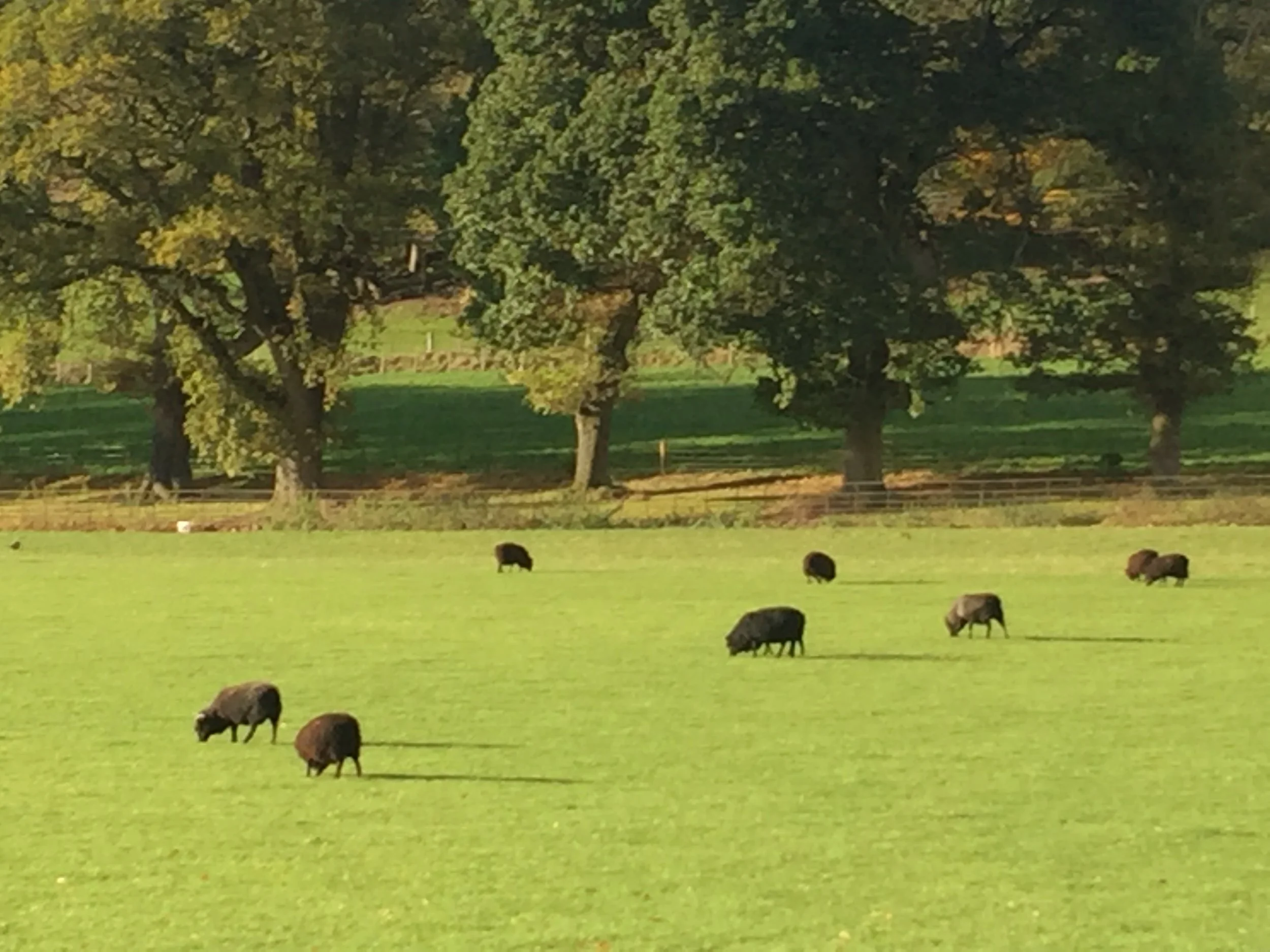 If they're all black sheep, are any of them actually black sheep?