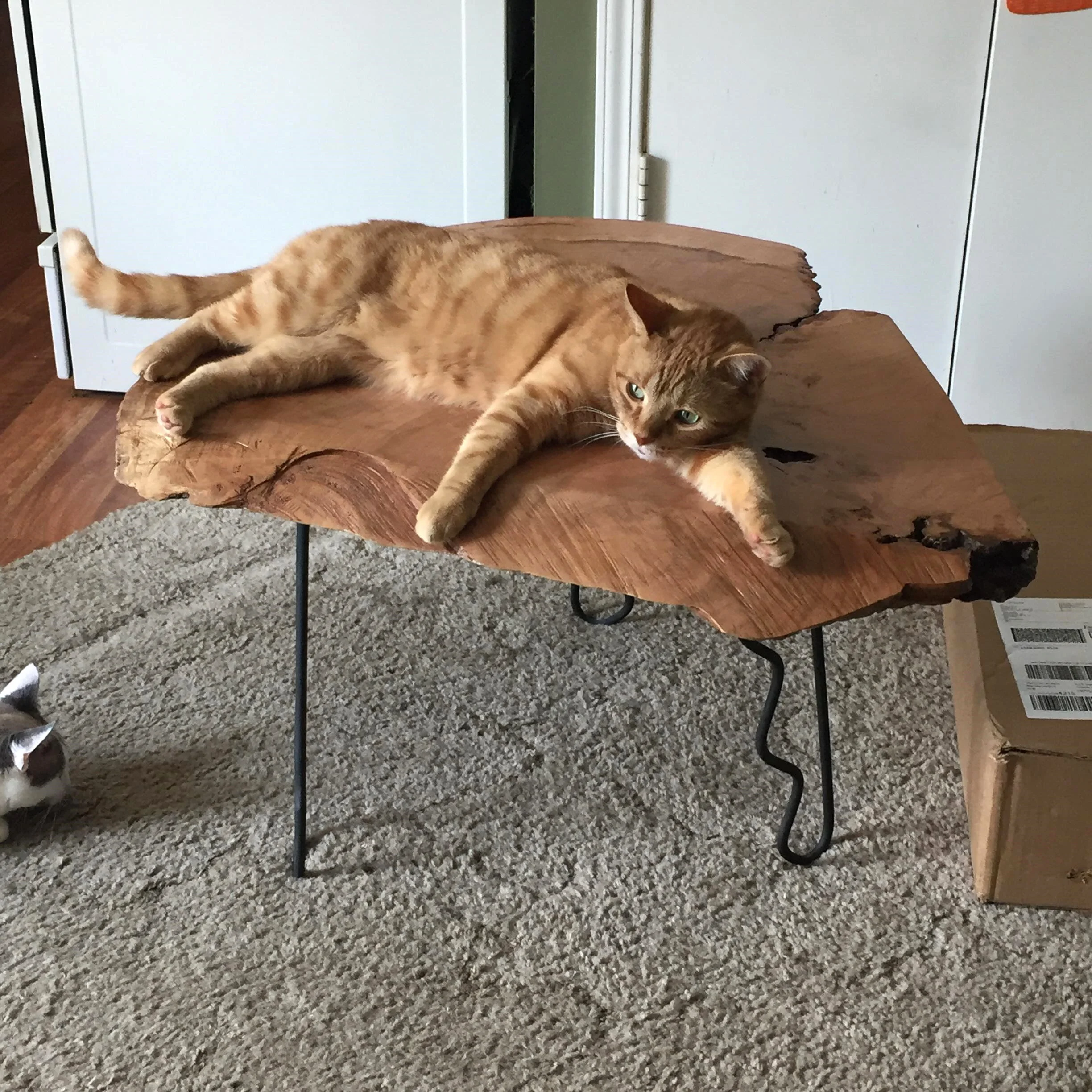 Cats are especially grateful when you make a table just for them <3