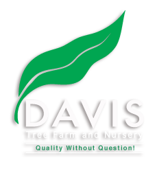 Davis Tree Farm & Nursery