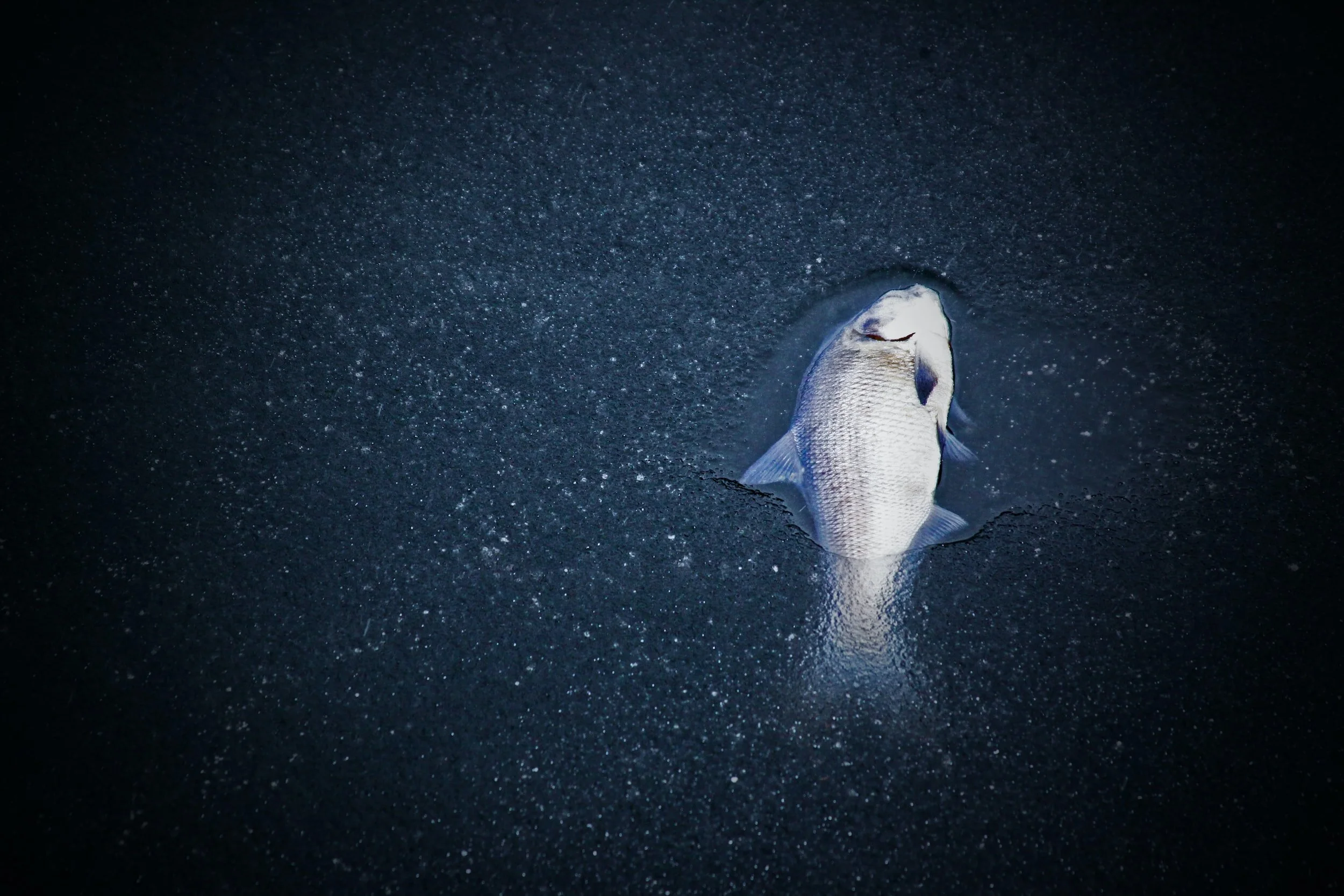 The Purifying Effect of Dead Fish