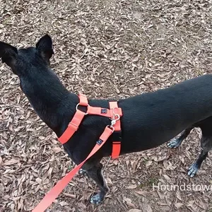 Banner 2-point Harness by Houndstown-Greyhound Cut
